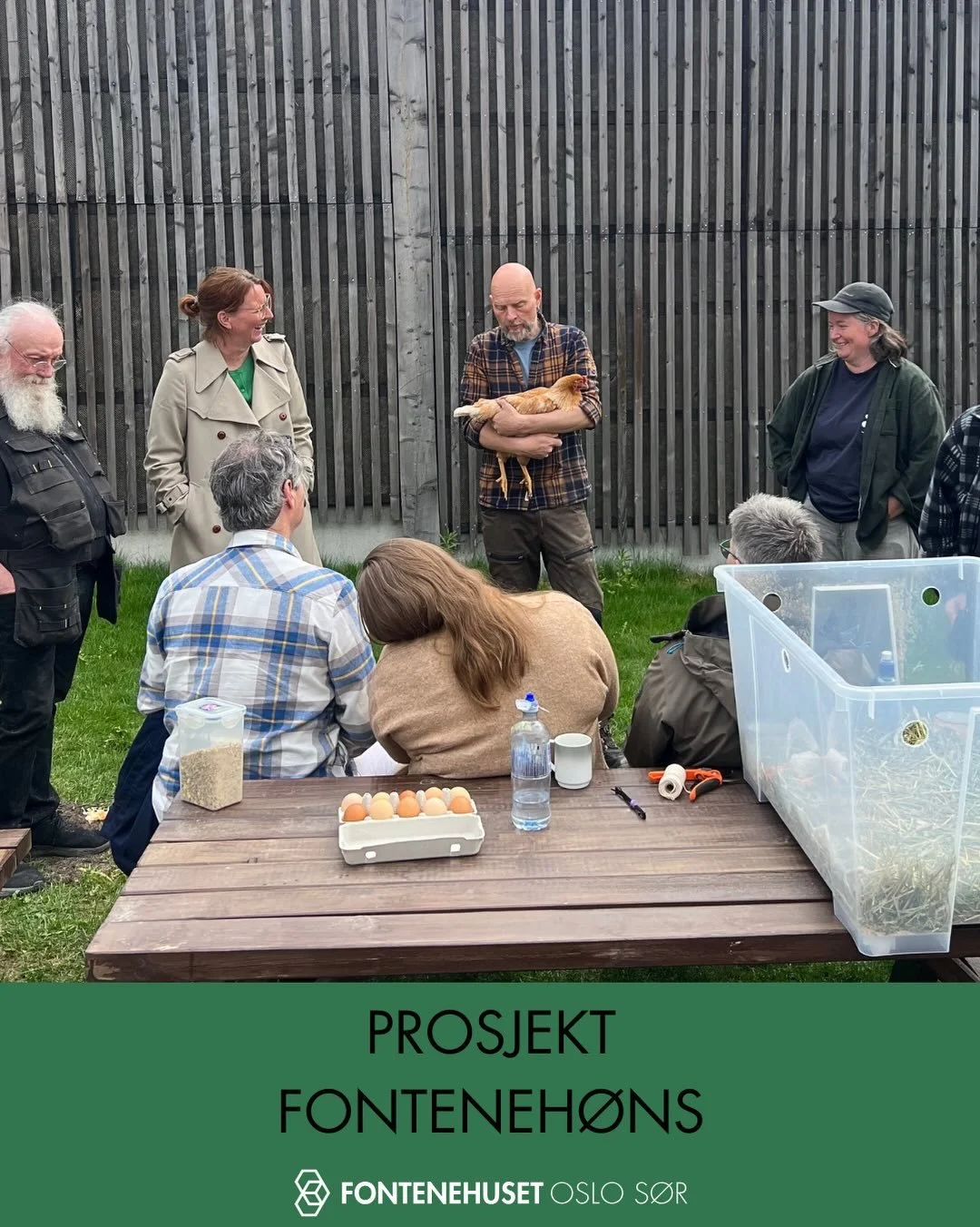 Prosjekt Fonteneh&oslash;ns 🐓 Bes&oslash;k av h&oslash;ner fra @hagefred.no