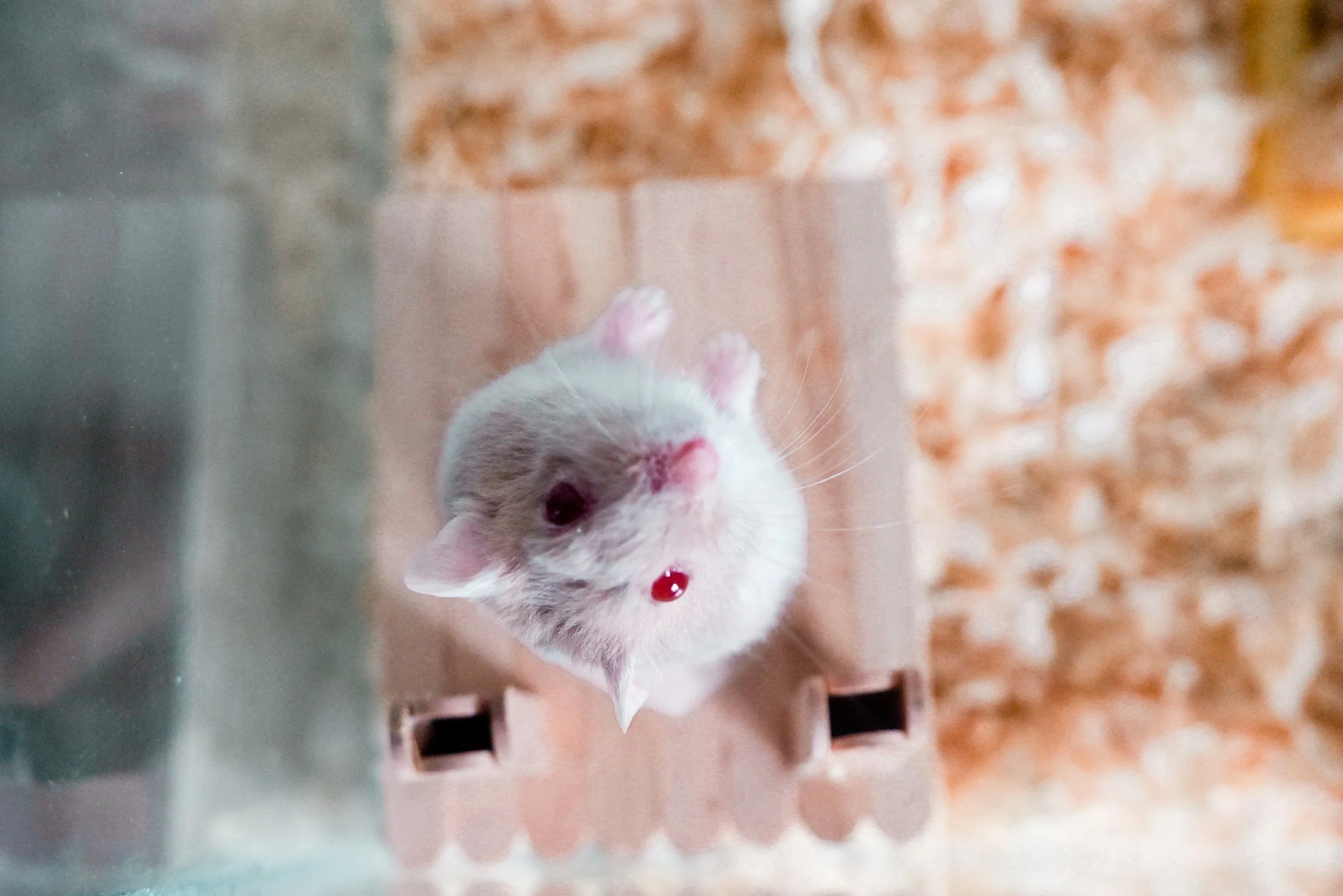 White Paper: Respiratory Rate Estimation in Single-Housed Mice using TrackPaw