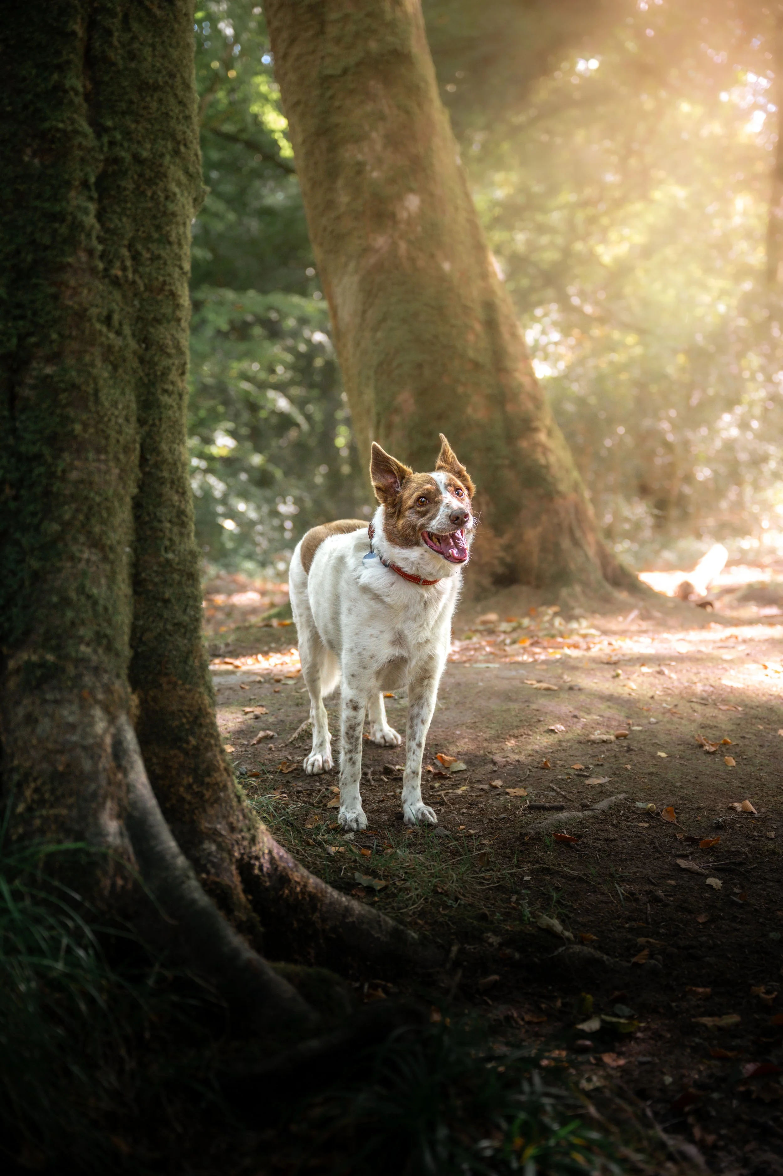 A happy, active dog running on a grassy field with trees and a mountain in the background during daylight in its dog photography session at porthmadog, snowdonia, north wlaes