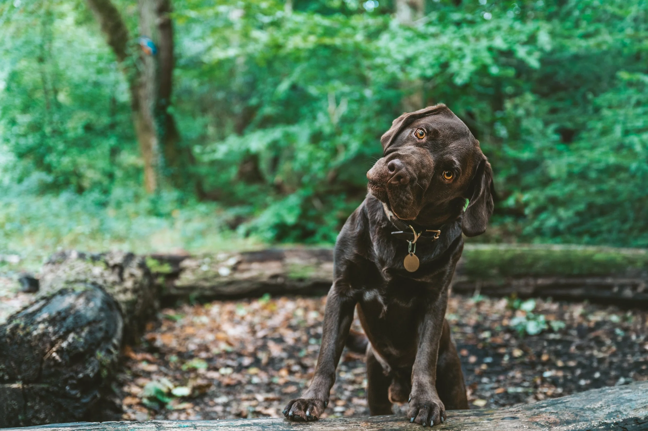 A dog photography session with a small dog running on a grassy field with a blurred background of tall grass and sunlight in blaenau ffestiniog, snowdonia, northwales.