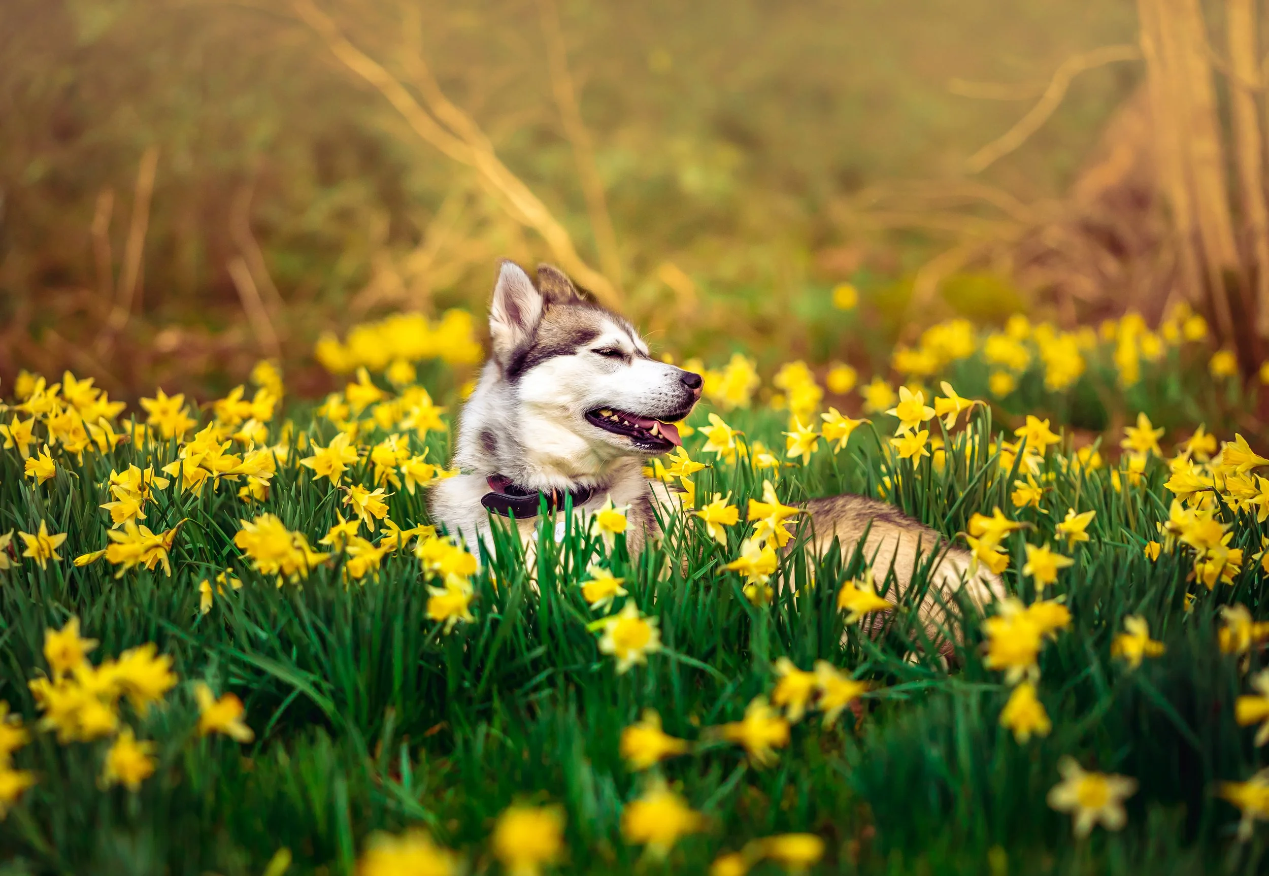 luma llanystymdwy.jpg