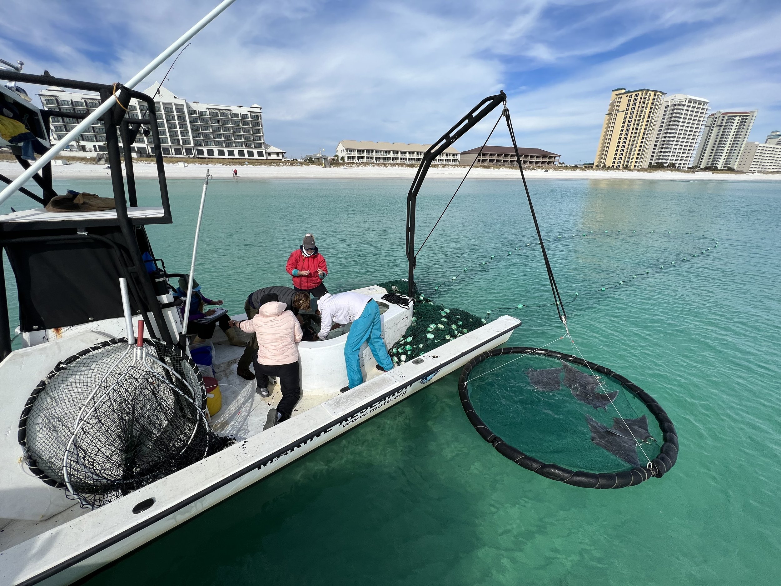 MoteMarineLab_CatchingPygmyDevilRays_JessicaValek.jpg.jpg