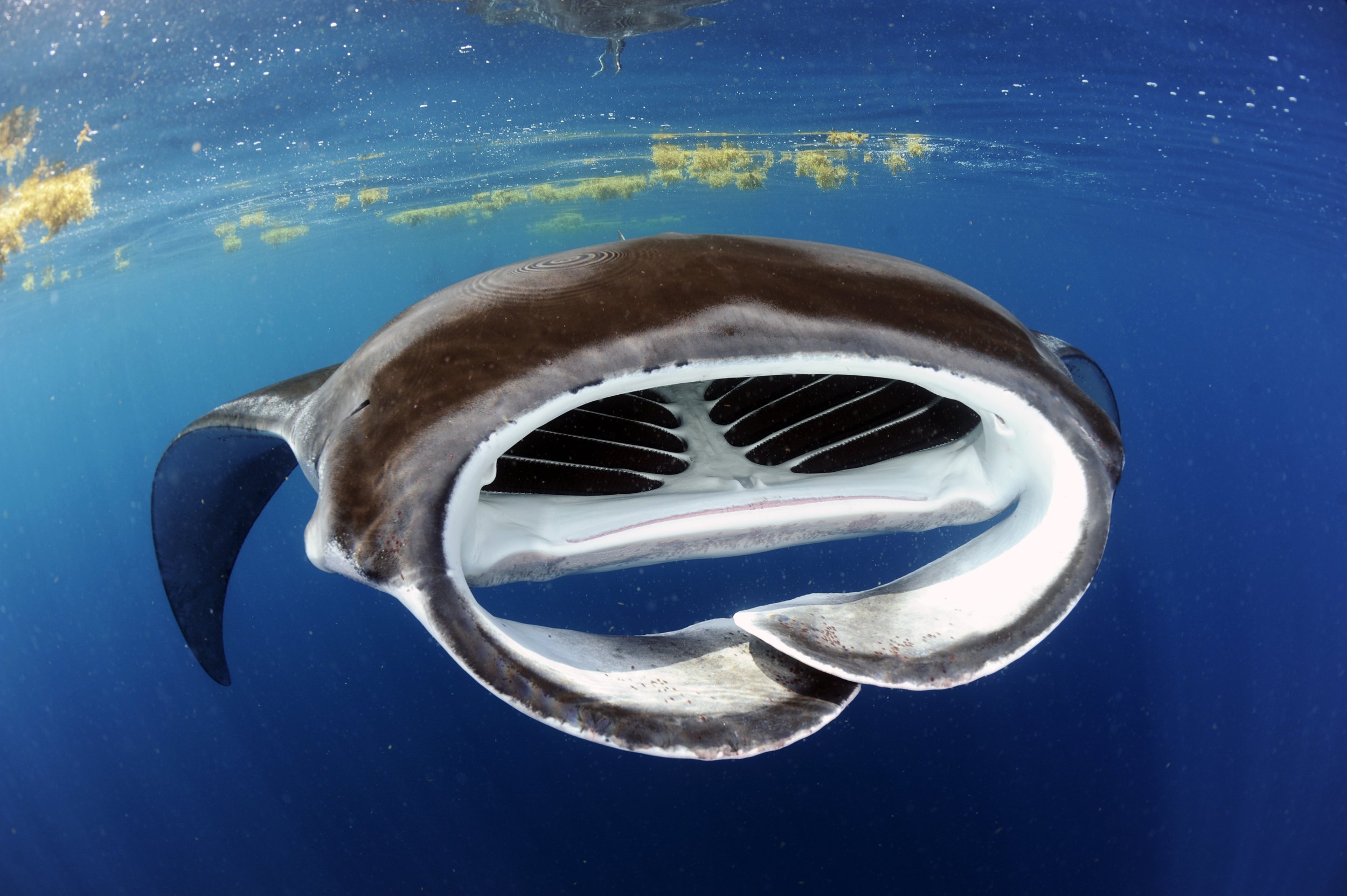 Atlantic Manta Ray, Mobula cf. birostris_Isla Mujeres, Quintana Roo, Mexico_2019_Guy Stevens_4.JPG