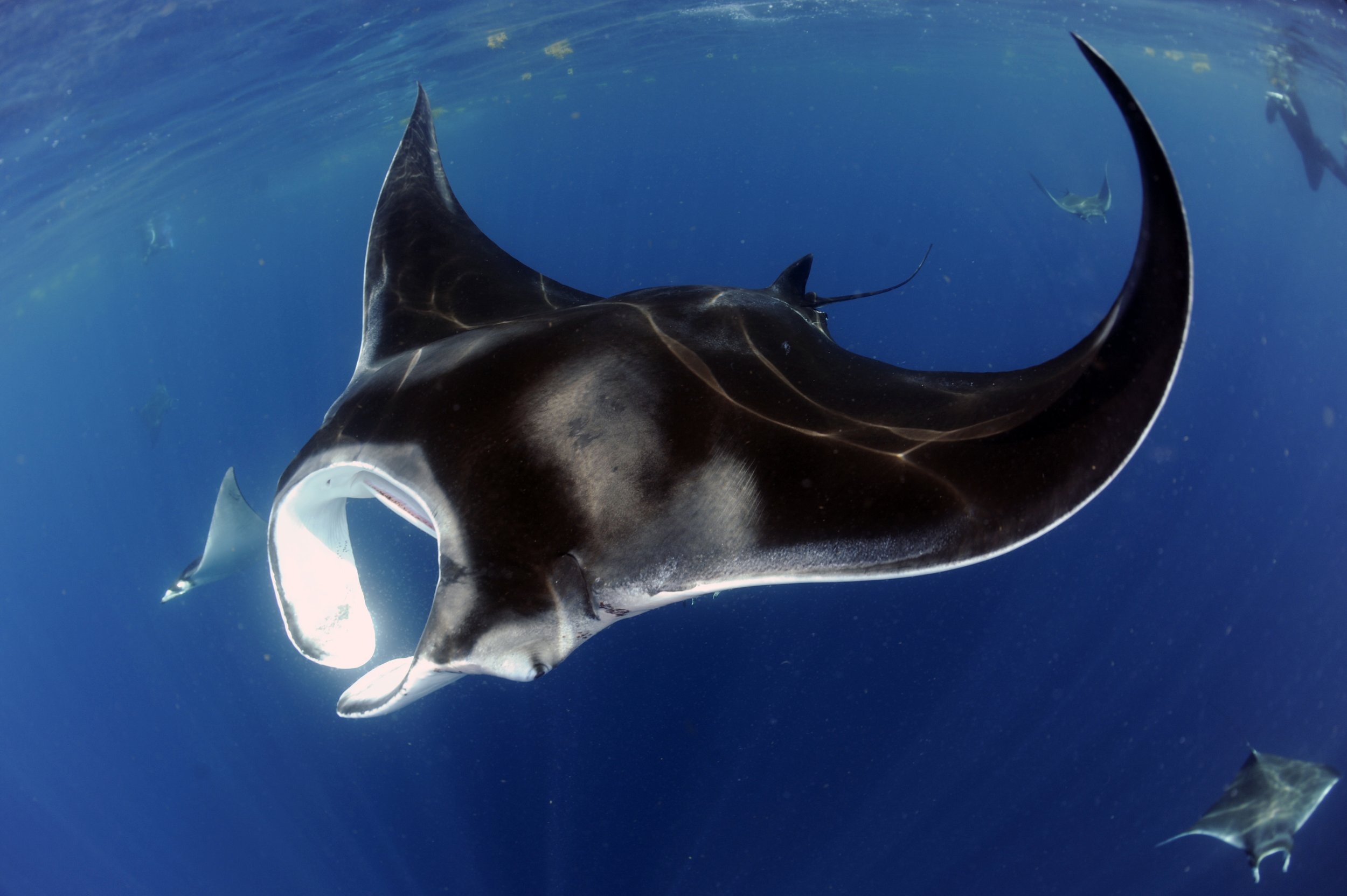 Atlantic Manta Ray, Mobula cf. birostris_Isla Mujeres, Quintana Roo, Mexico_2019_Guy Stevens_7.JPG