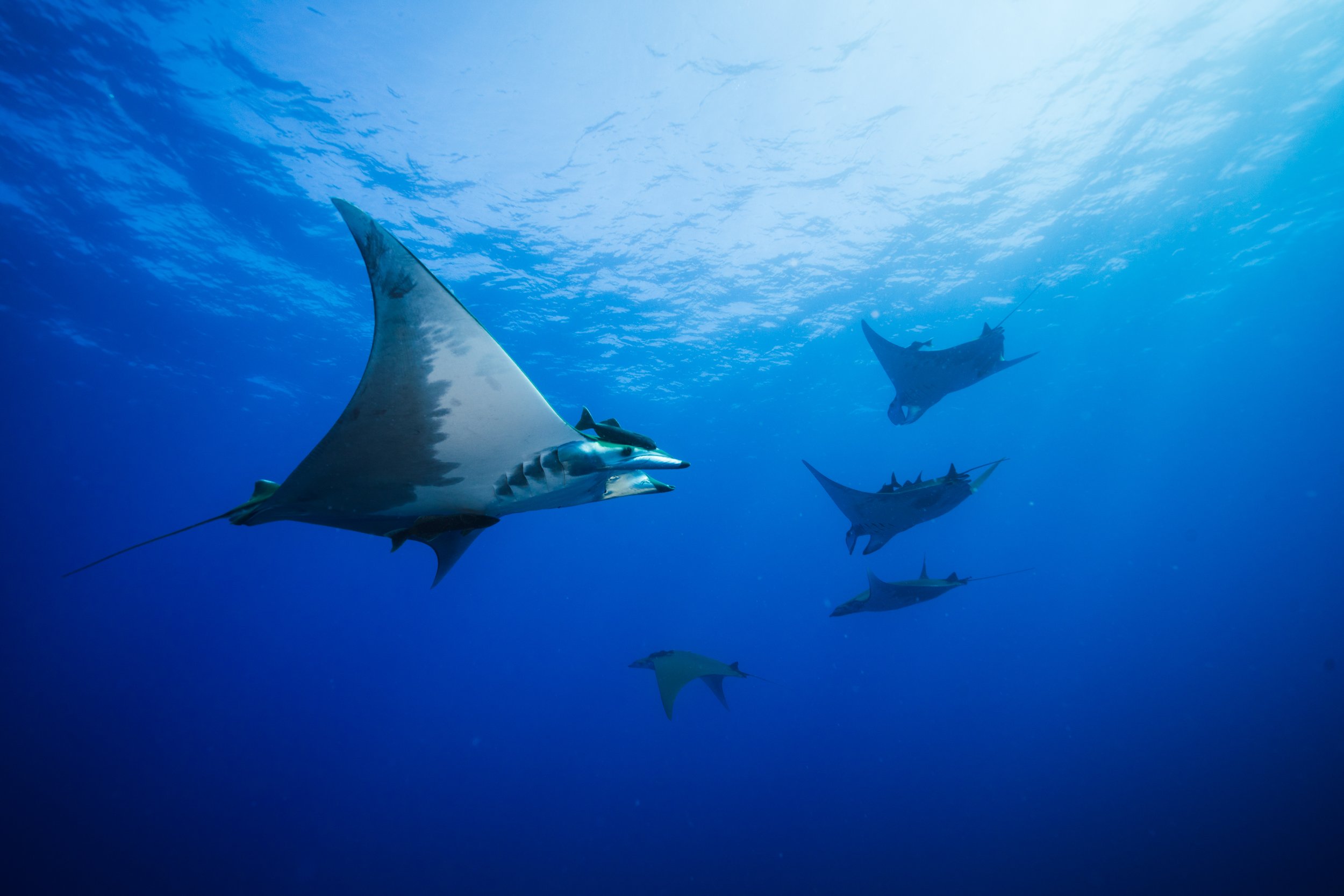 Mobula tarapacana, Ambrosio Sea Mount, Santa Maria, Azores_Danny Copeland 2016 (1).jpg