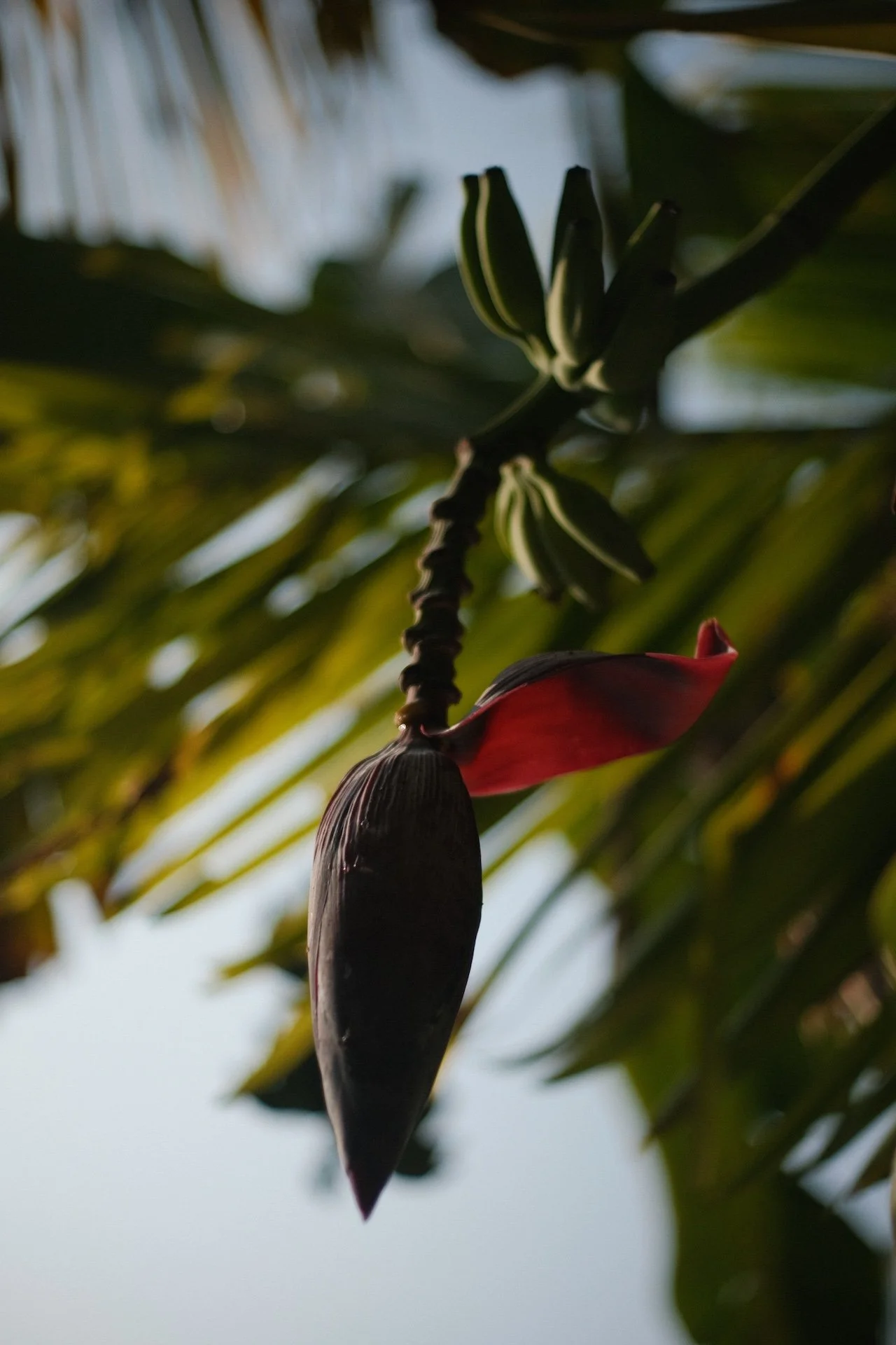 flowground house and retreat home, sri lanka.- nature shots_ 9.JPG