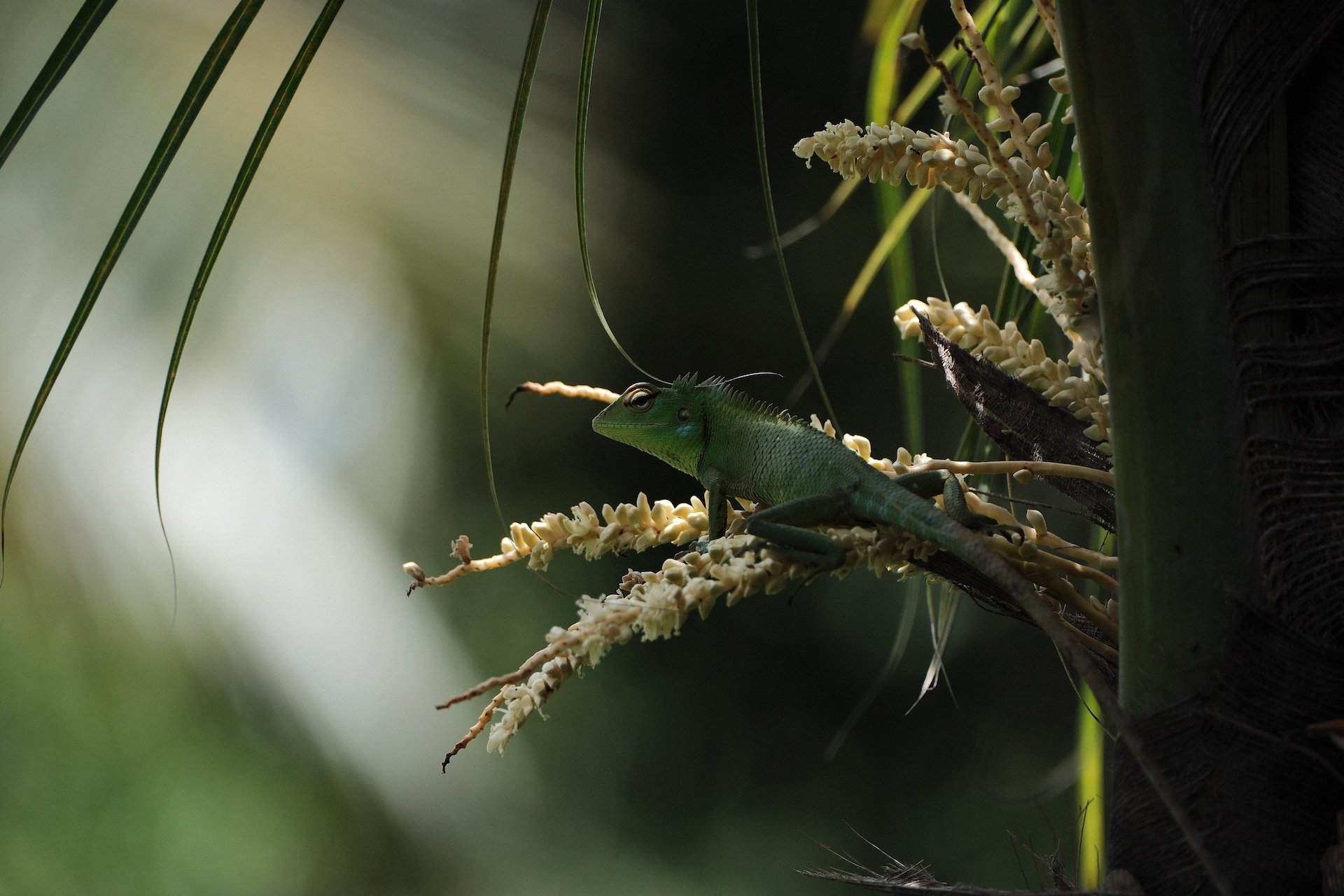 flowground house and retreat home, sri lanka.- nature shots_ 51.JPG