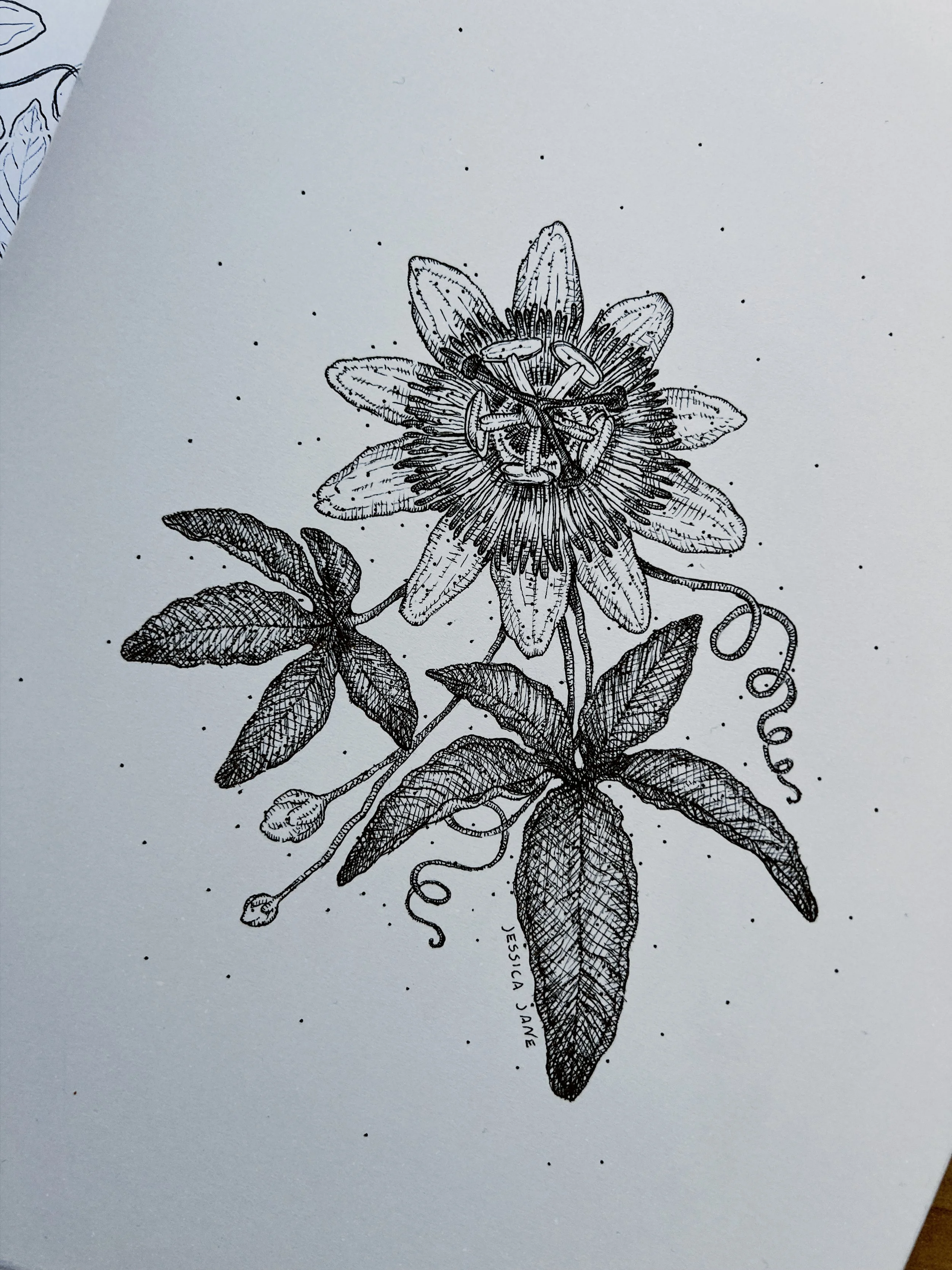 12_ Passion Fruit Flower_JessicaJane.JPG