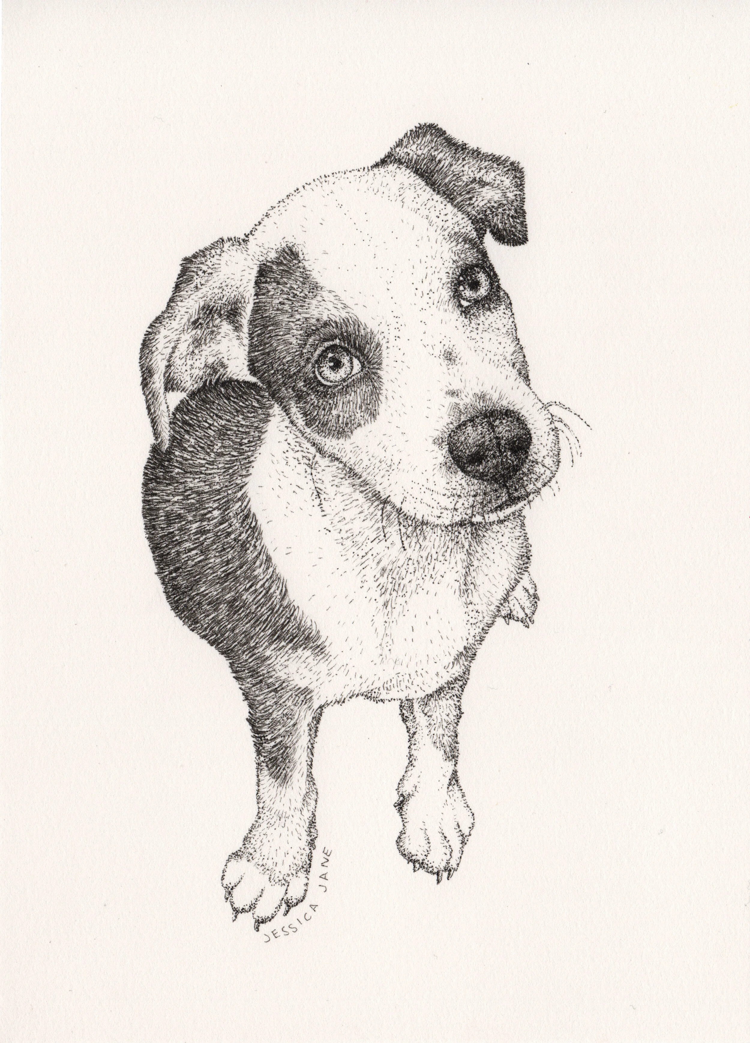 dog29July.jpg