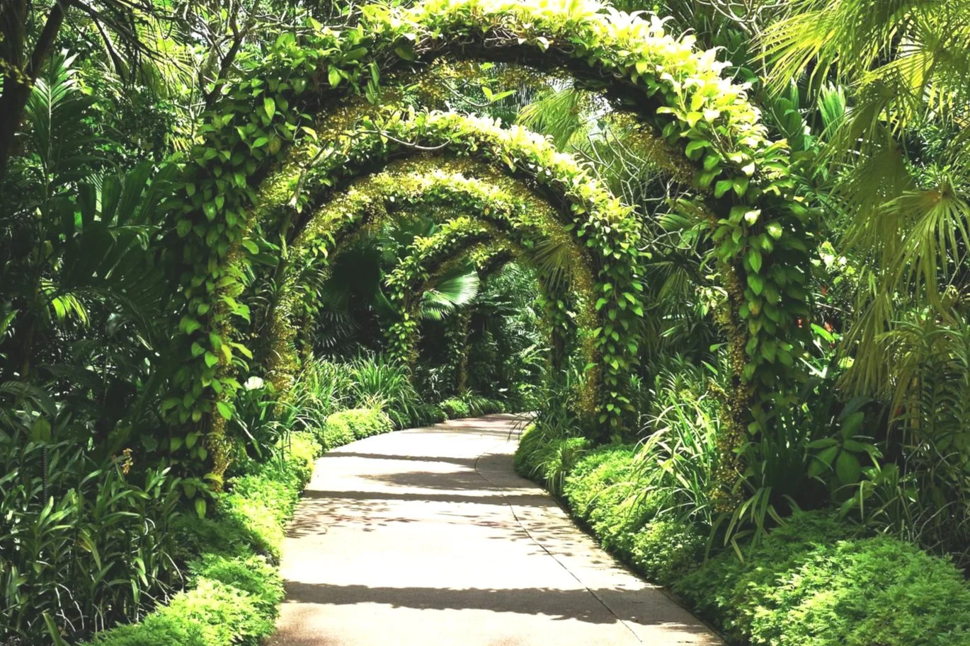 View of the Singapore Botanic Gardens, symbolizing mindful walks in nature for clarity, resilience, and team connection