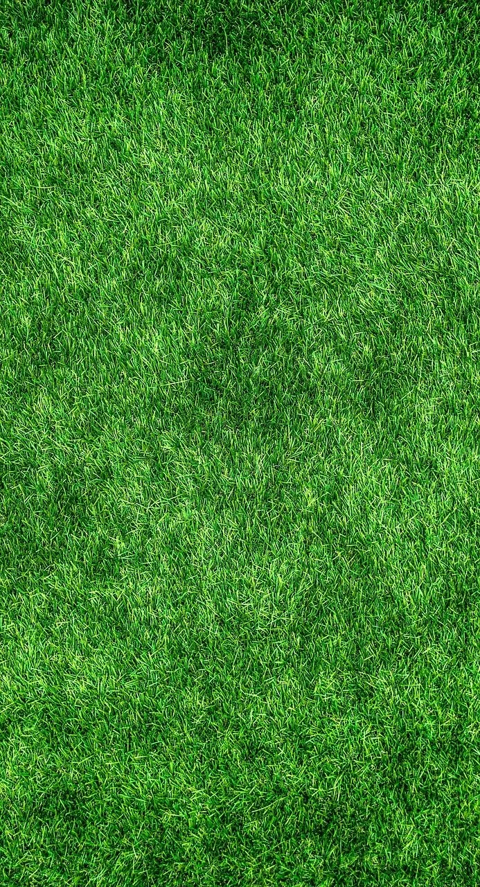 grass-1659054_1280.jpg