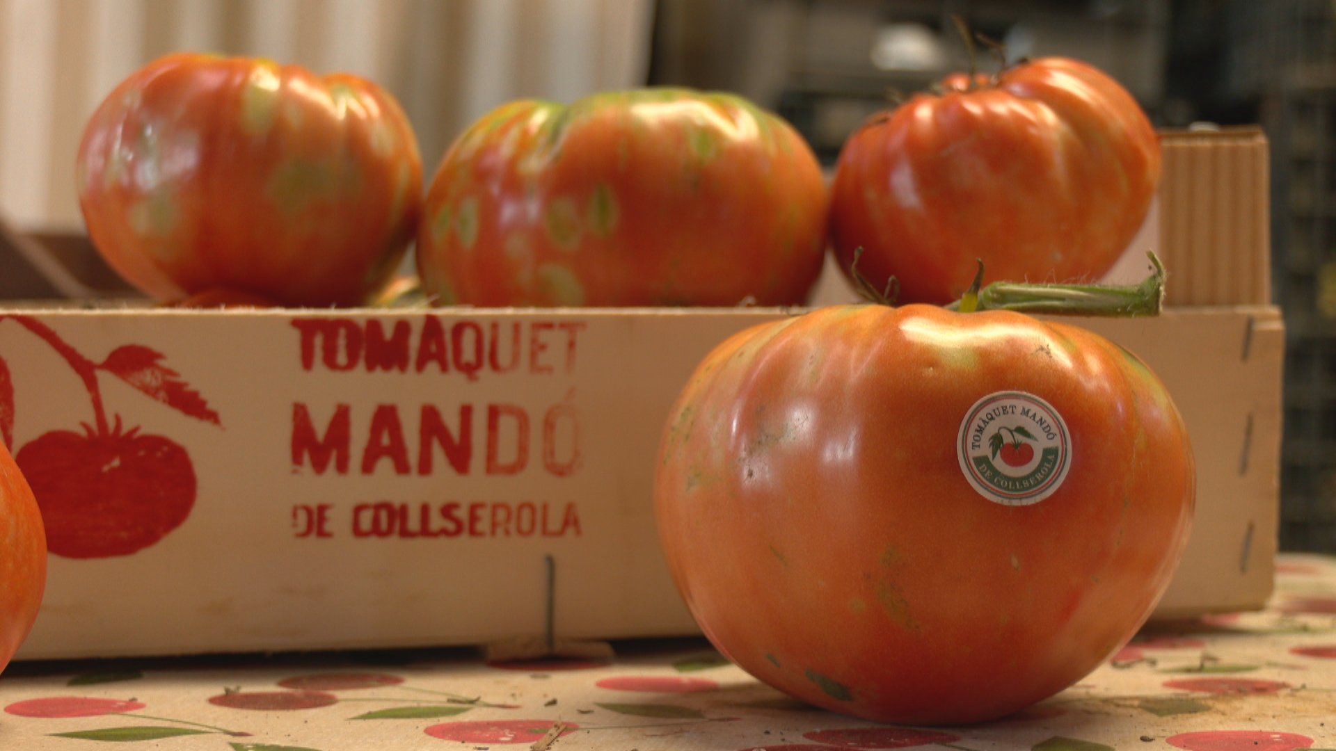 TOMAQUET-MANDO-COLLSEROLA.jpg