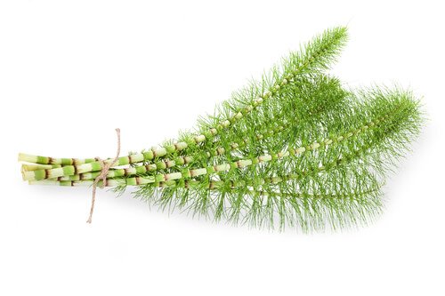 Horsetail Extract