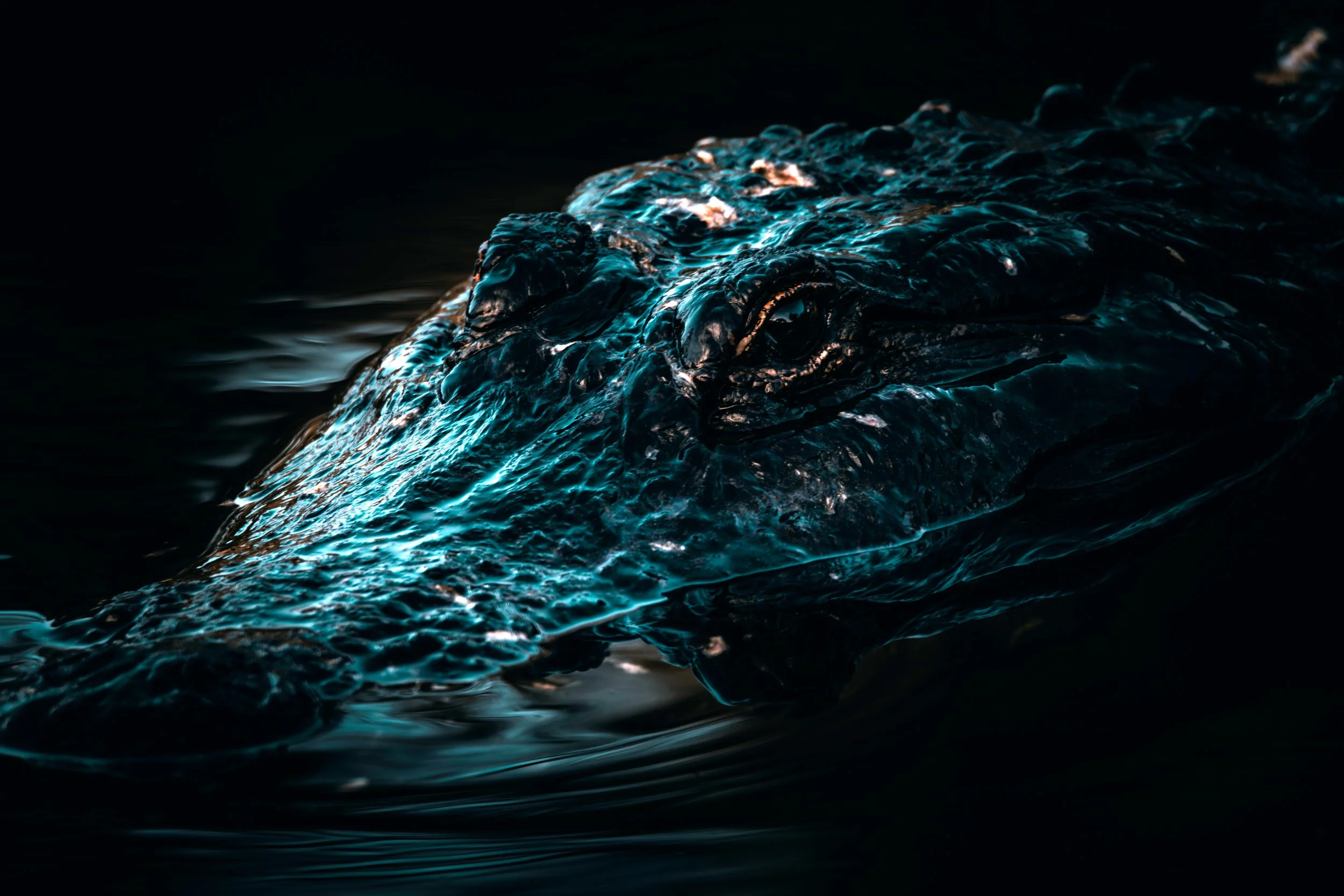 American Crocodile.jpg