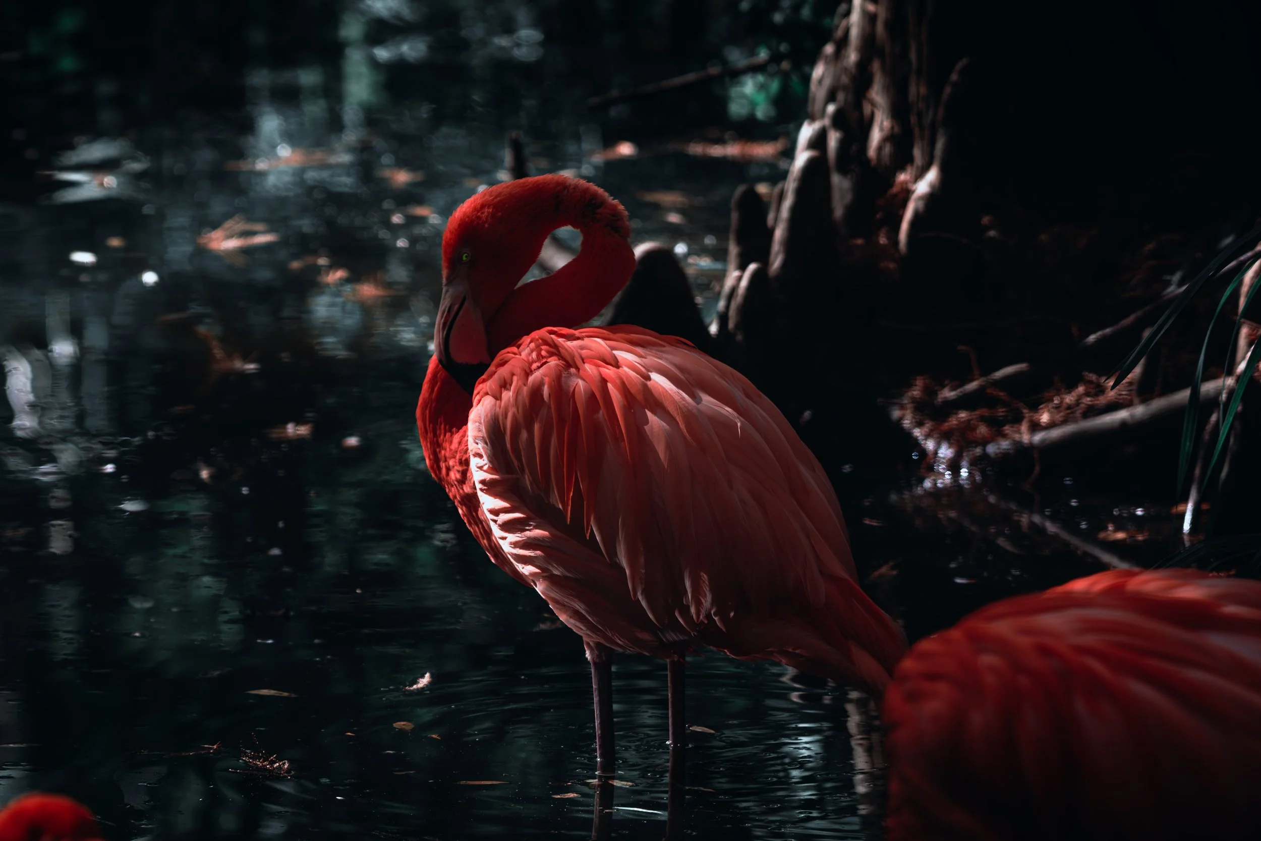 Caribbean Flamingo.jpg
