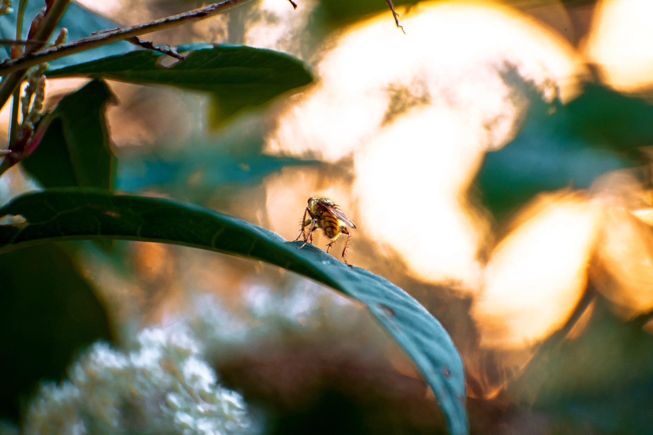 Golden Dung Fly.jpg