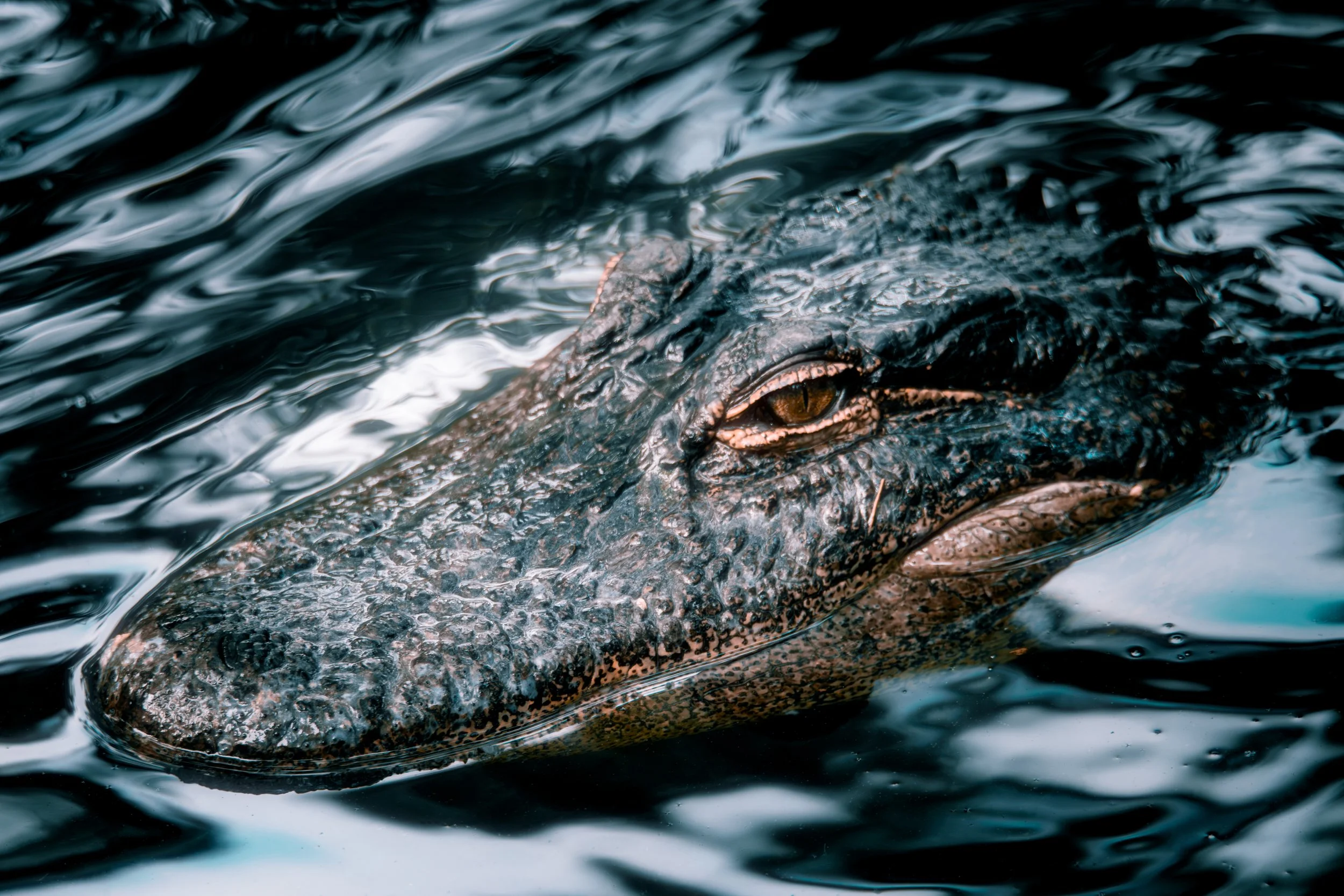 American Alligator 2.jpg