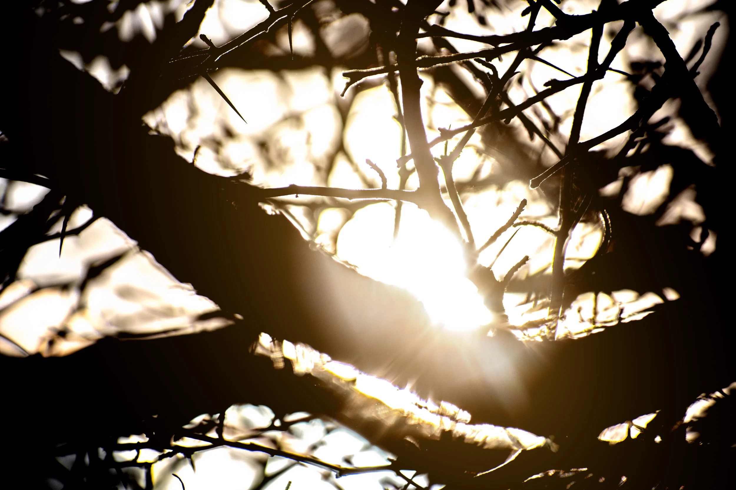 Good Morning Sun.jpg