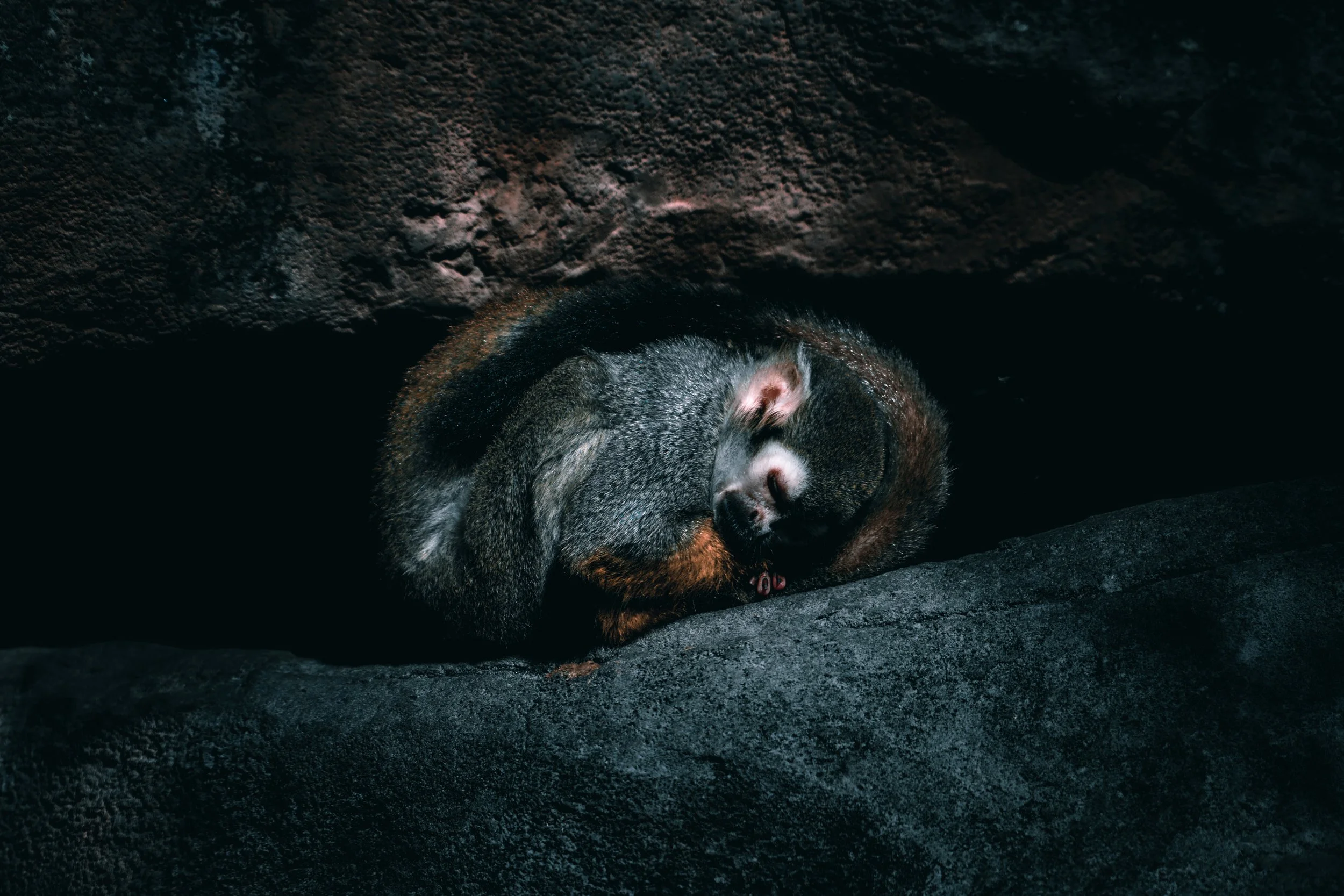 Squirrel Monkey 3.jpg