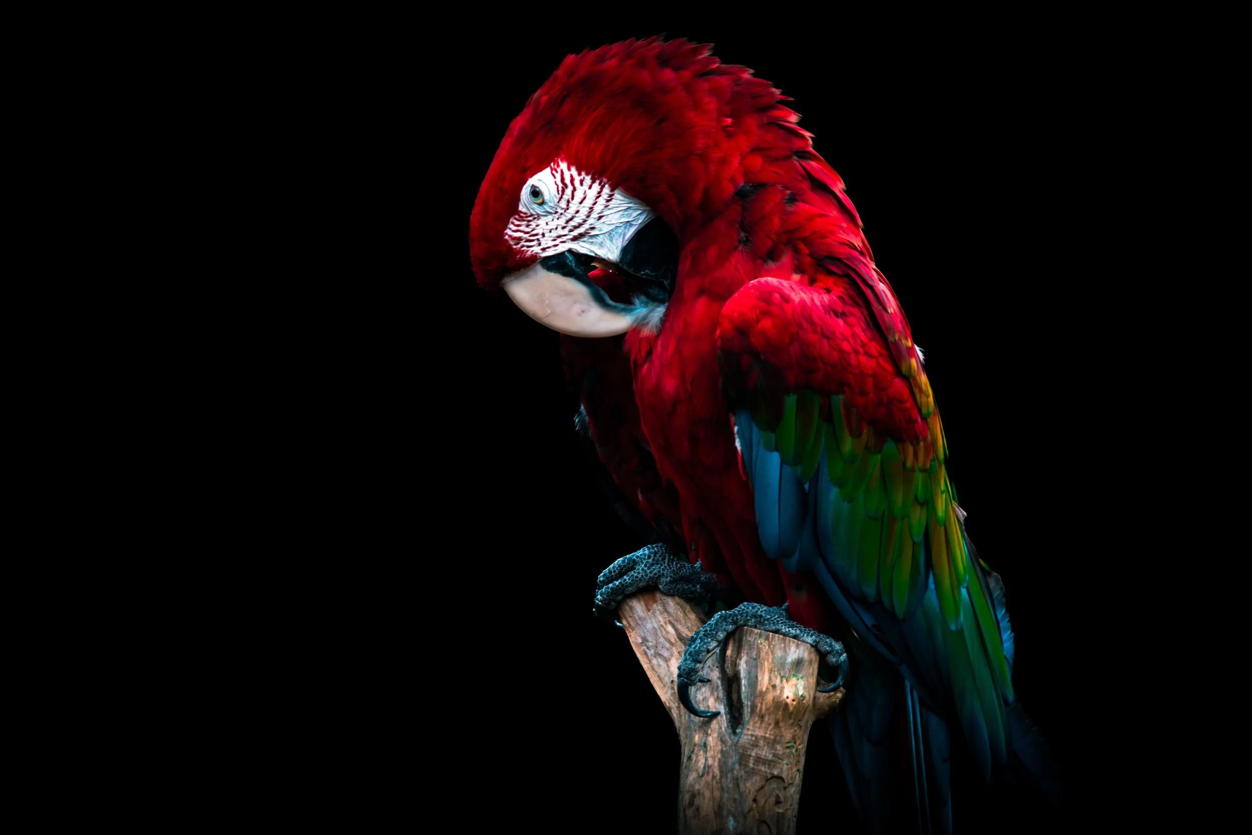 Red-and-Green Macaw 1.jpg