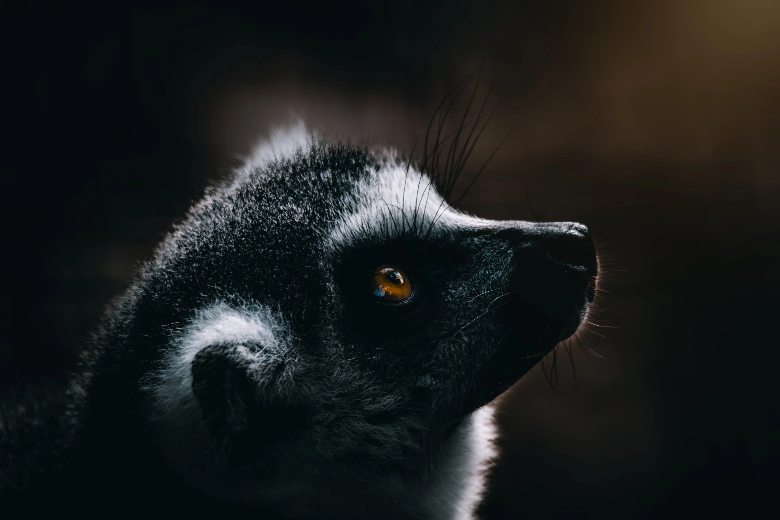 Black-and-White Ruffed Lemur 1.jpg
