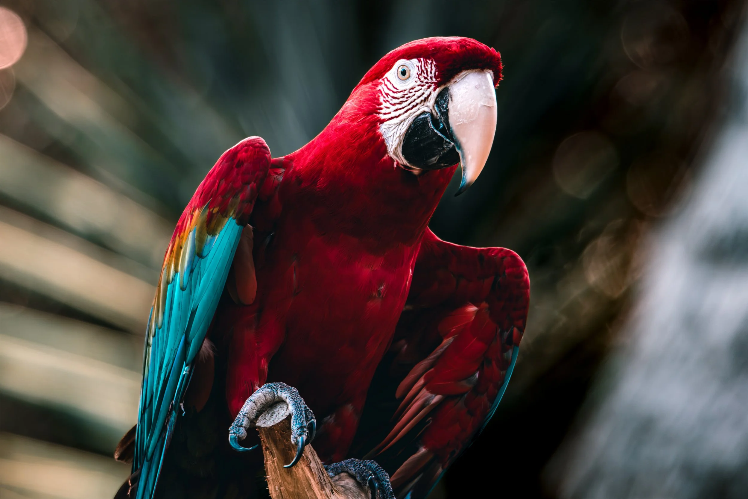 Red-and-Green Macaw 7.jpg
