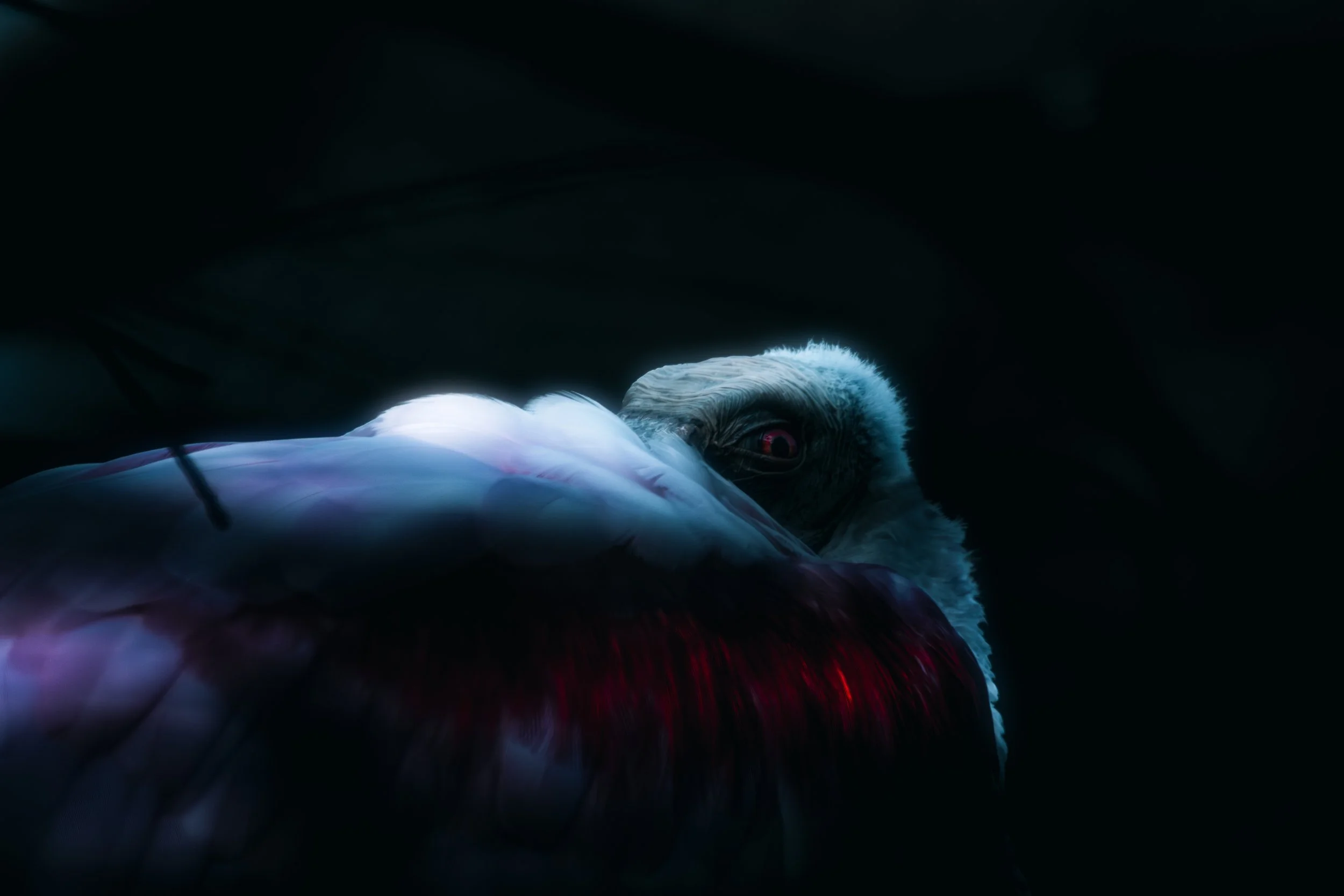 Roseate Spoonbill 2.jpg