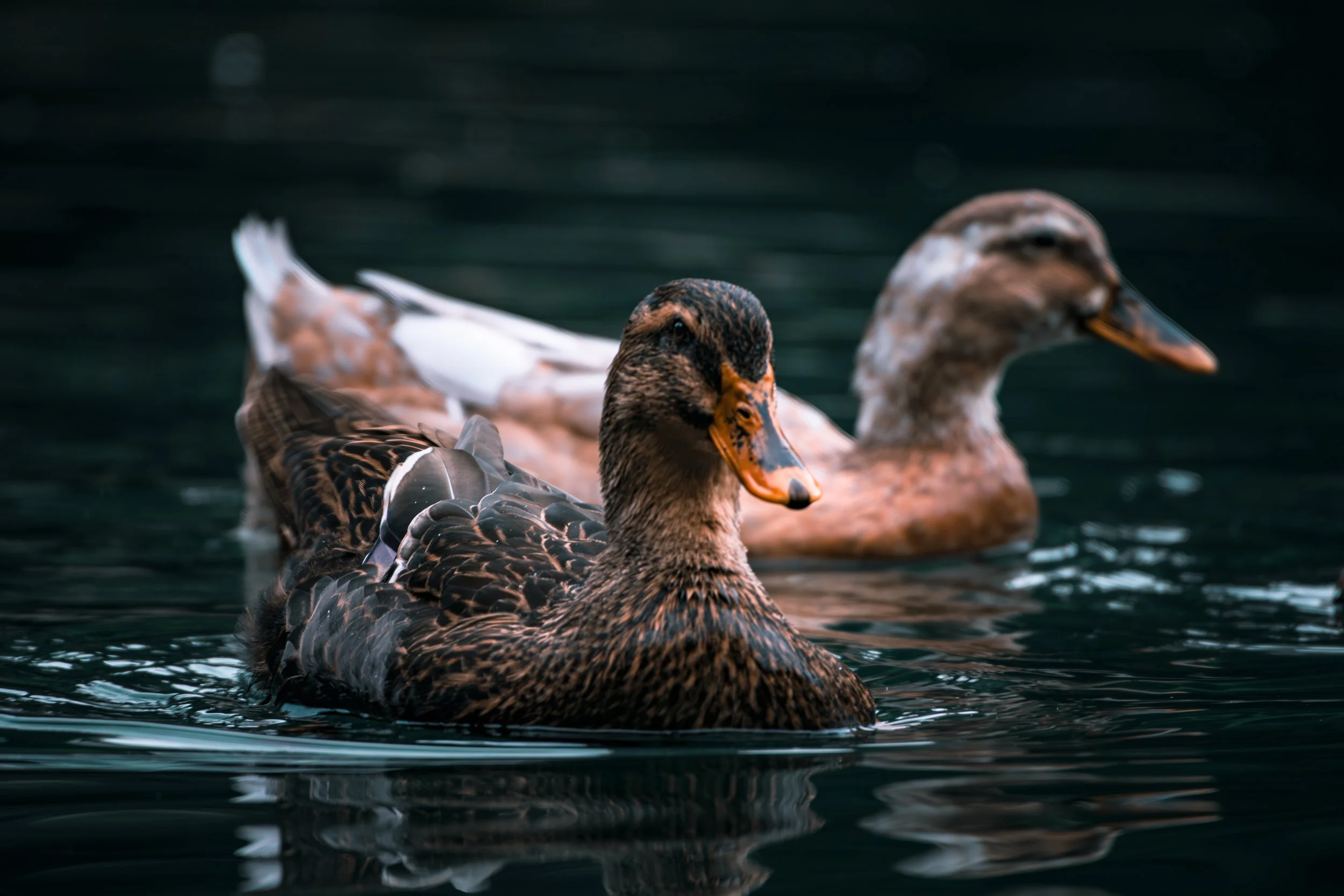 Mottled Duck 3.jpg