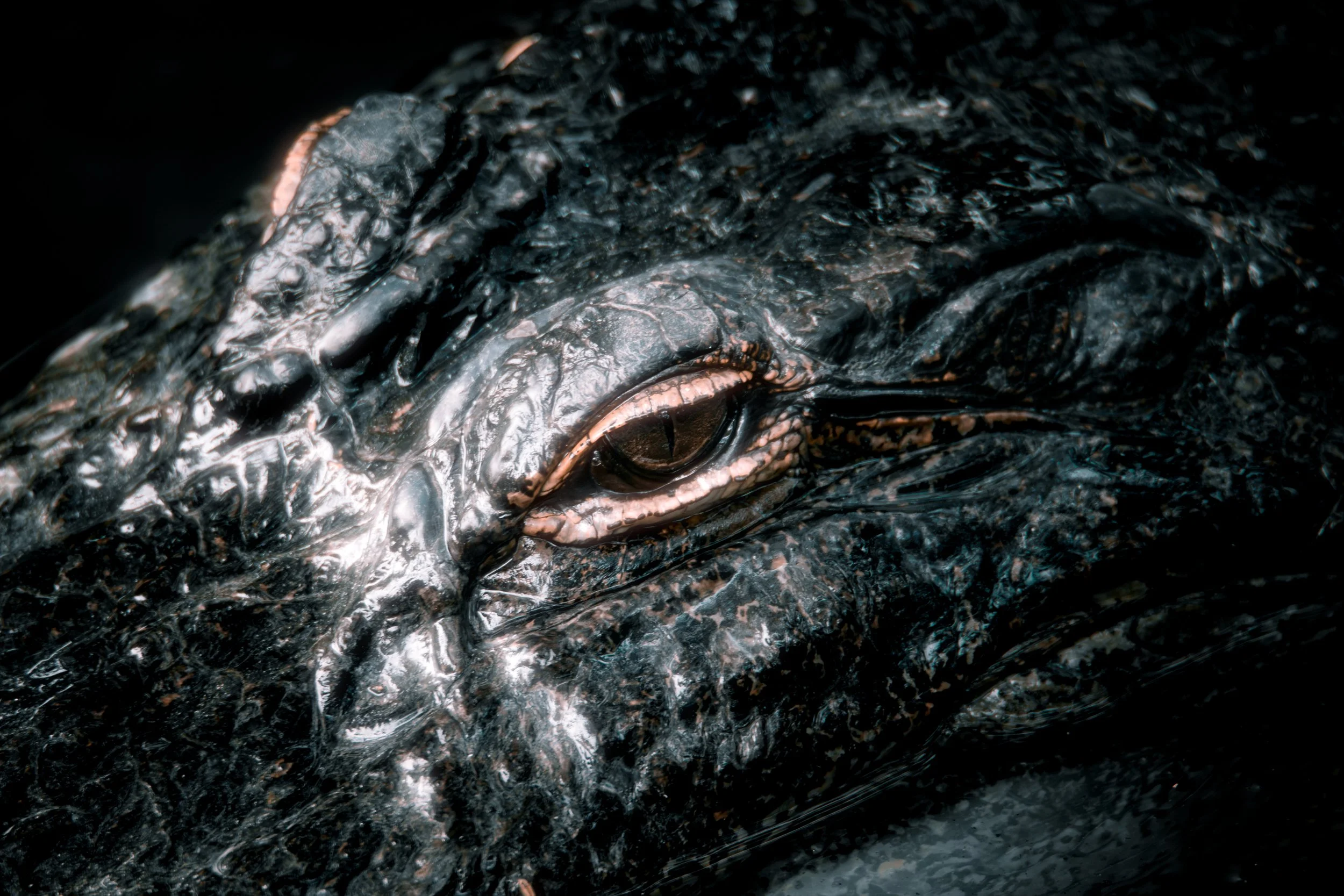 American Alligator 1.jpg