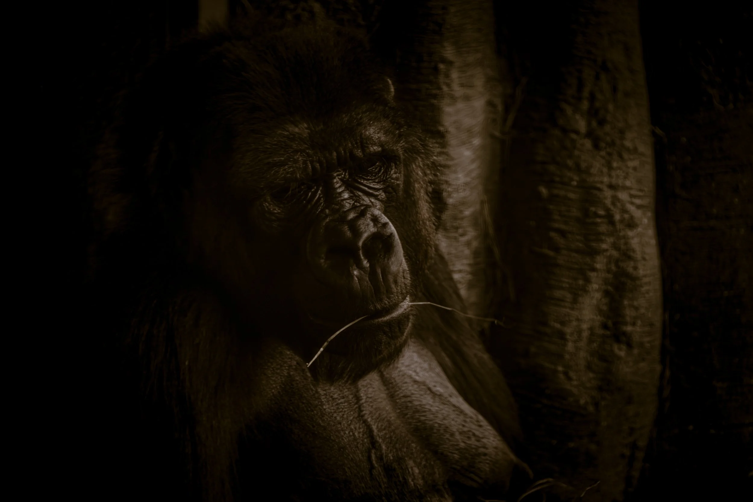 Western Lowland Gorilla.jpg