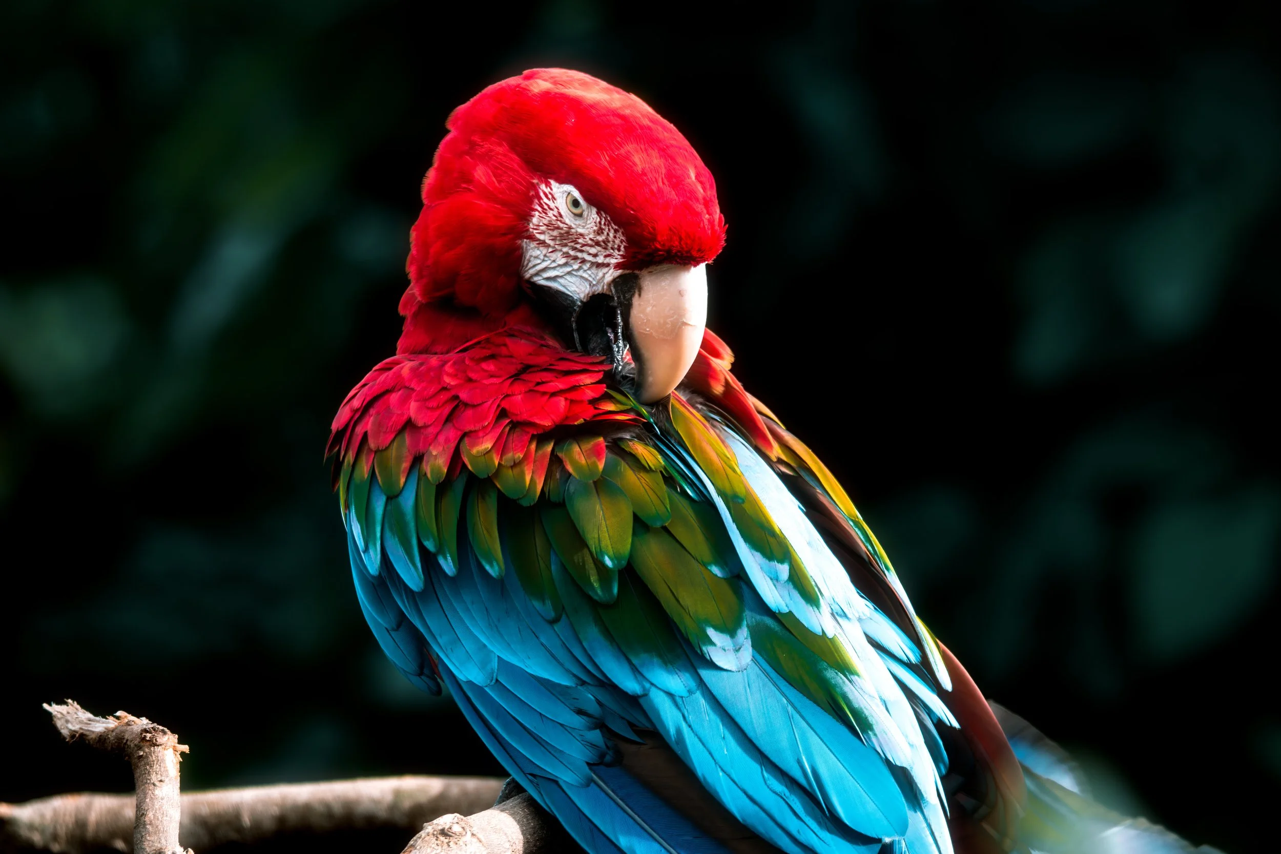 Red-and-Green Macaw 5.jpg