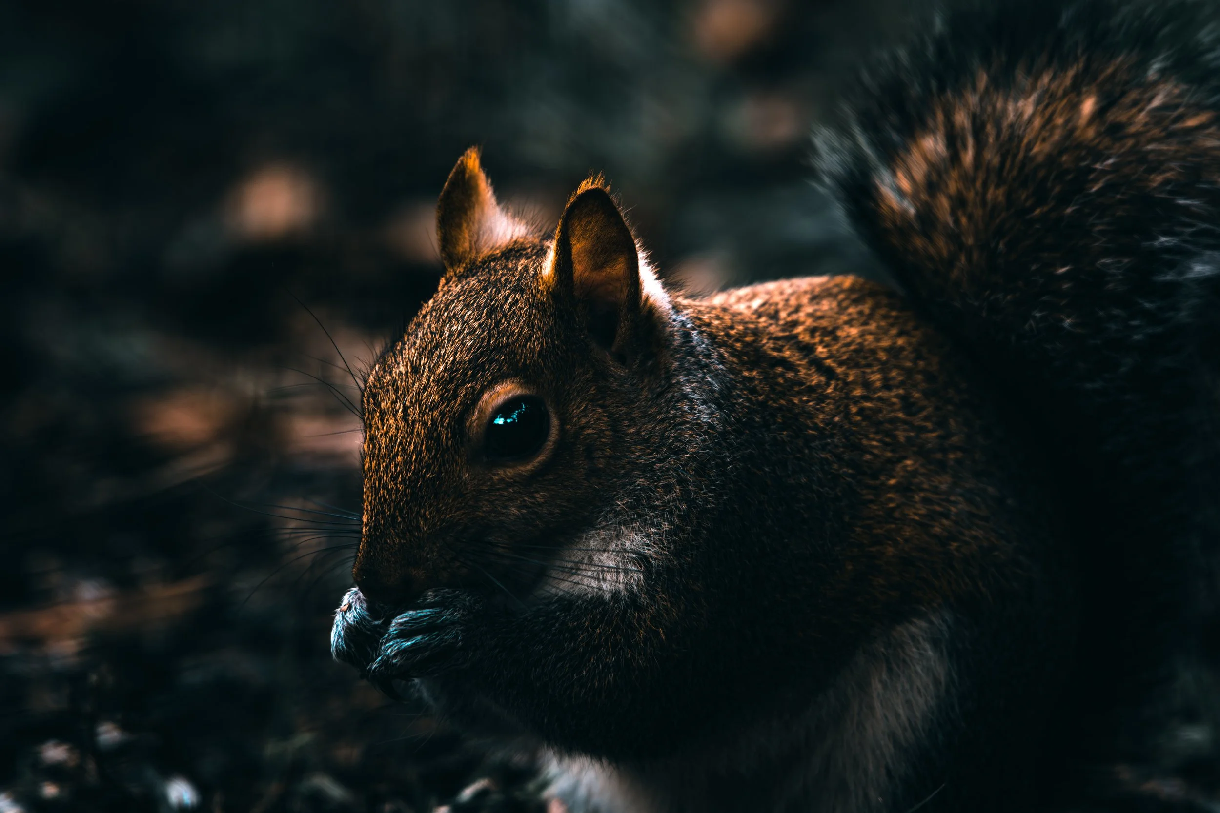 Eastern Gray Squirrel 8.jpg