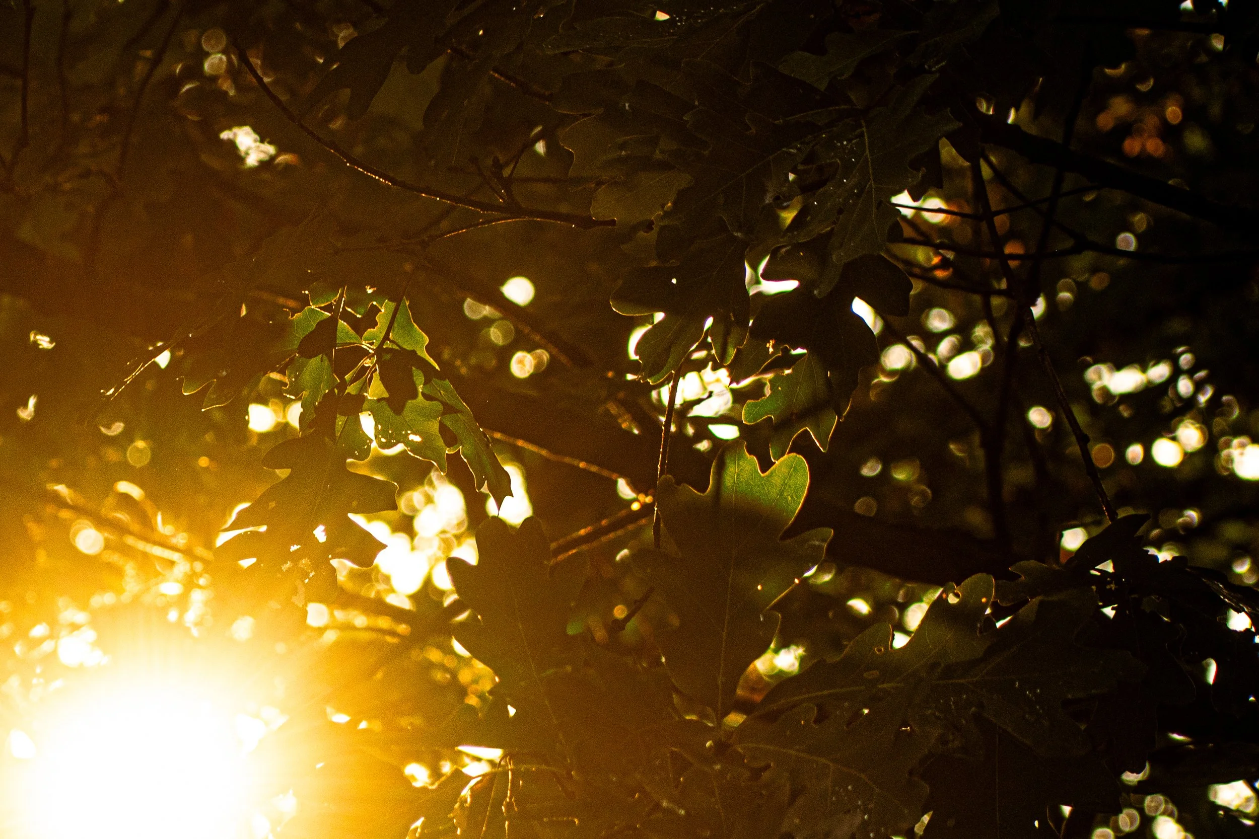 Tepid Sun (cropped).jpg