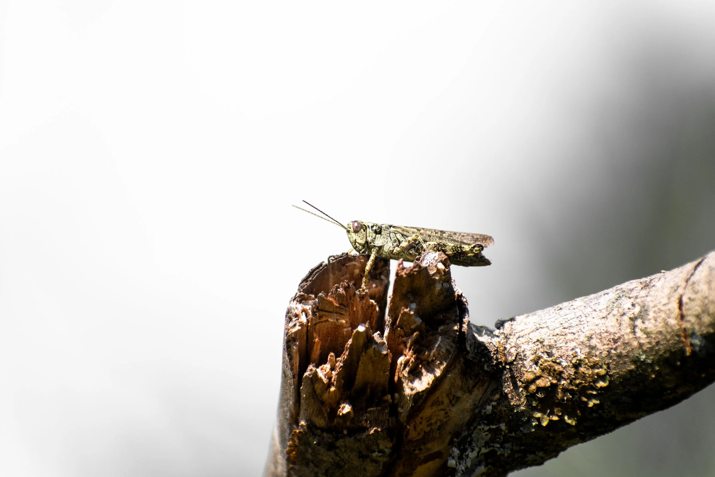 Pine Tree Spur-Throat Grasshopper.jpg
