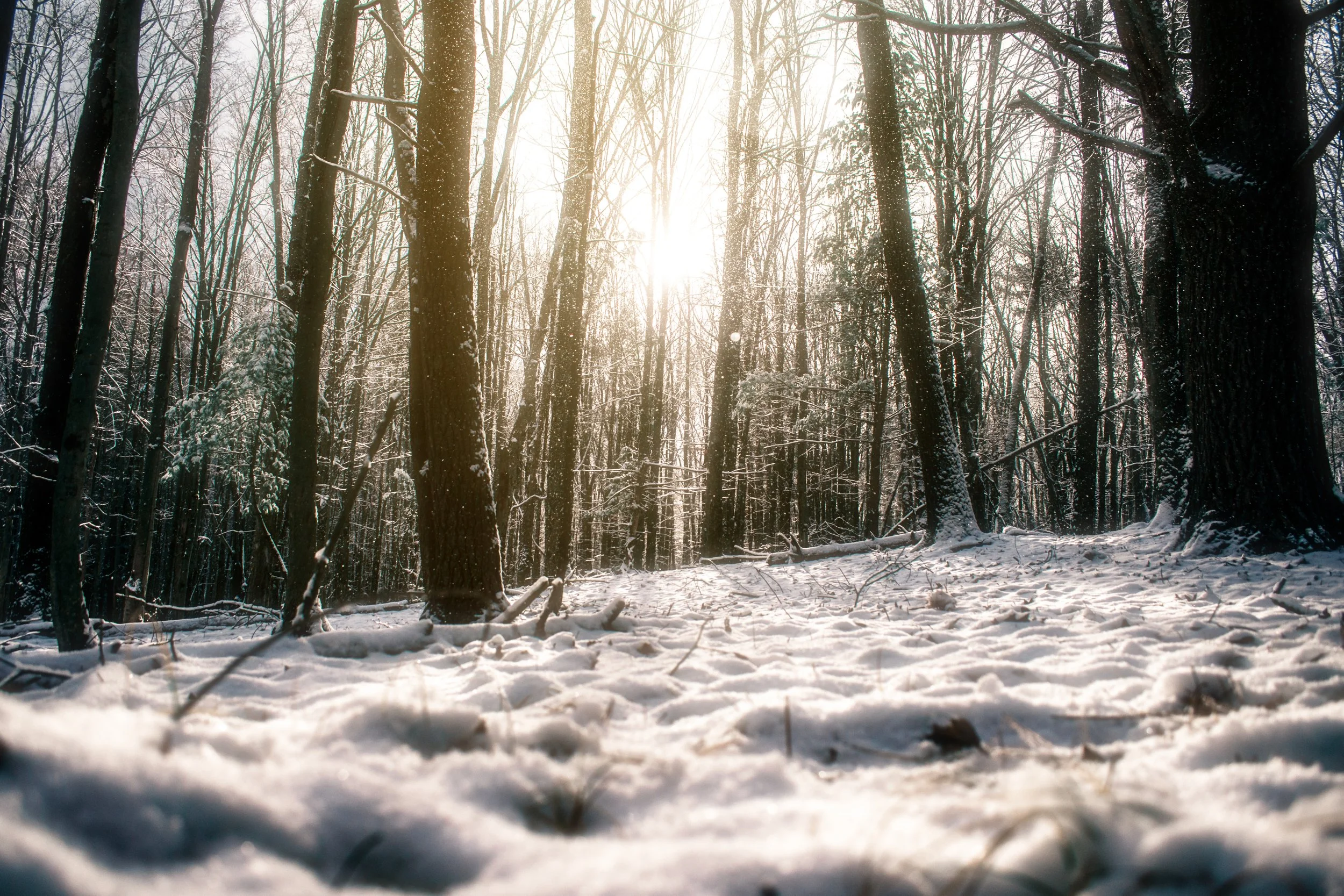 Winter Wonderland.jpg