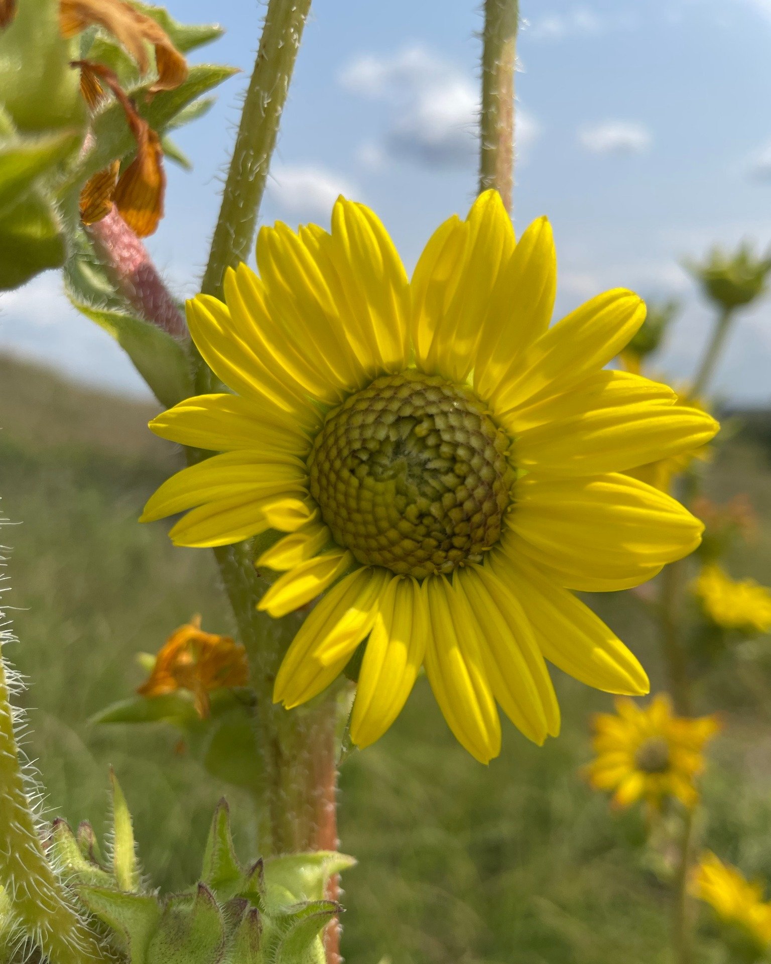 Can you believe the beauty found in Kansas prairies? We're so lucky when our work brings us outside and reminds us of what we seek to protect: native plants, pollinators, and wide open spaces. Conservation Coordinator Patti Beedles shares photographs