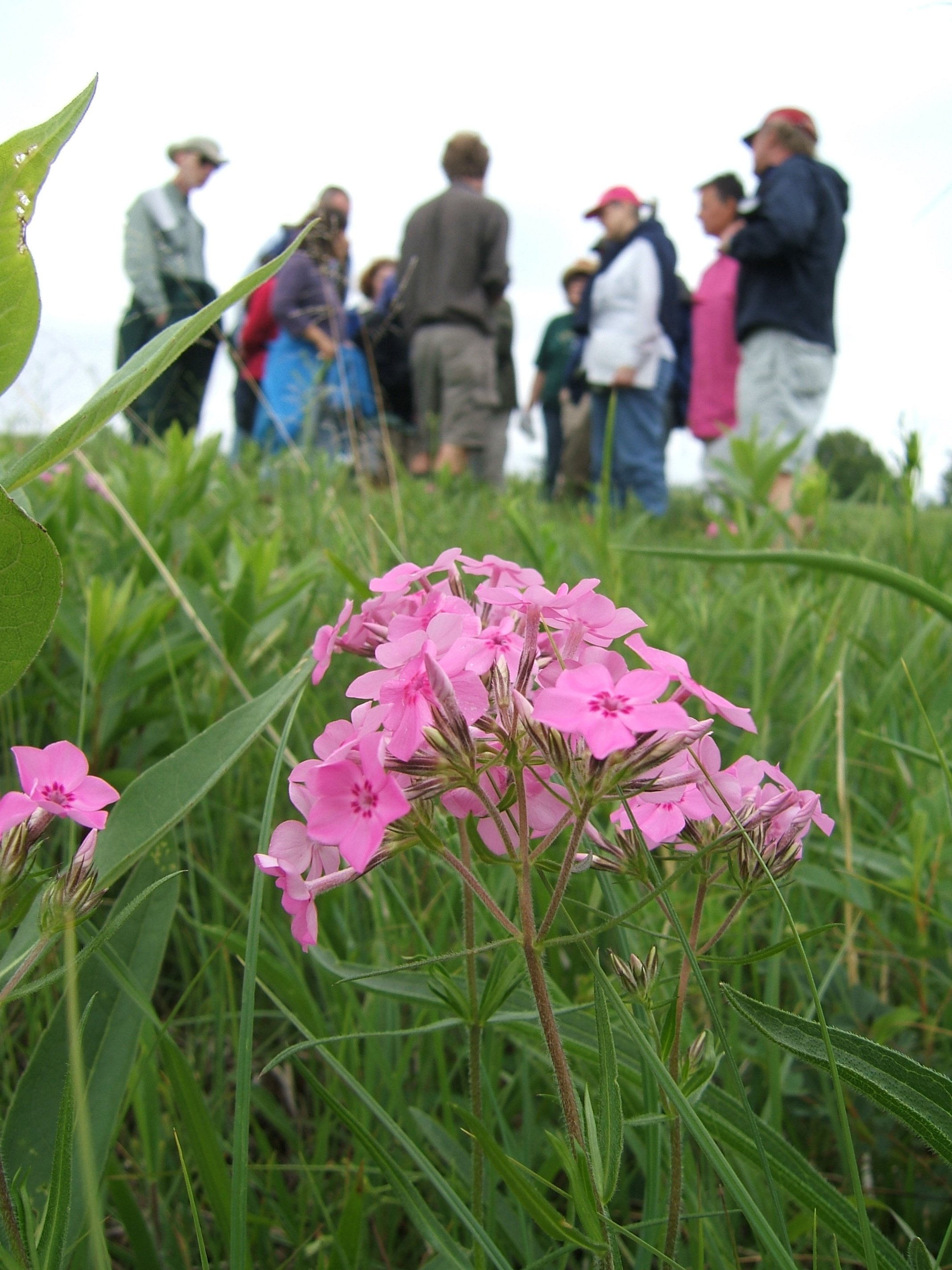 Wildflower Walk