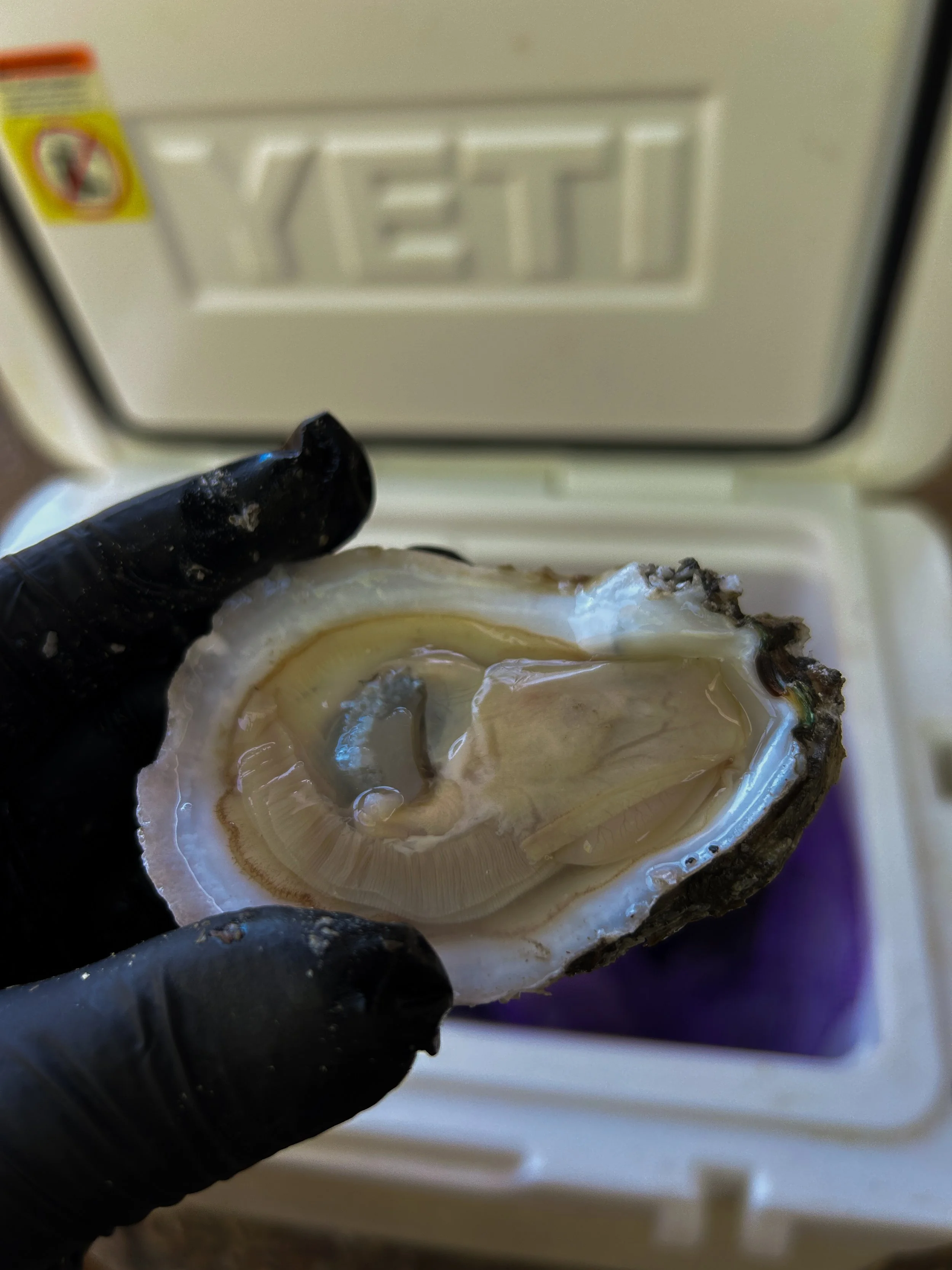 Shucking Oysters Seafood Shellfish How to Shuck Fresh Oysters.JPG