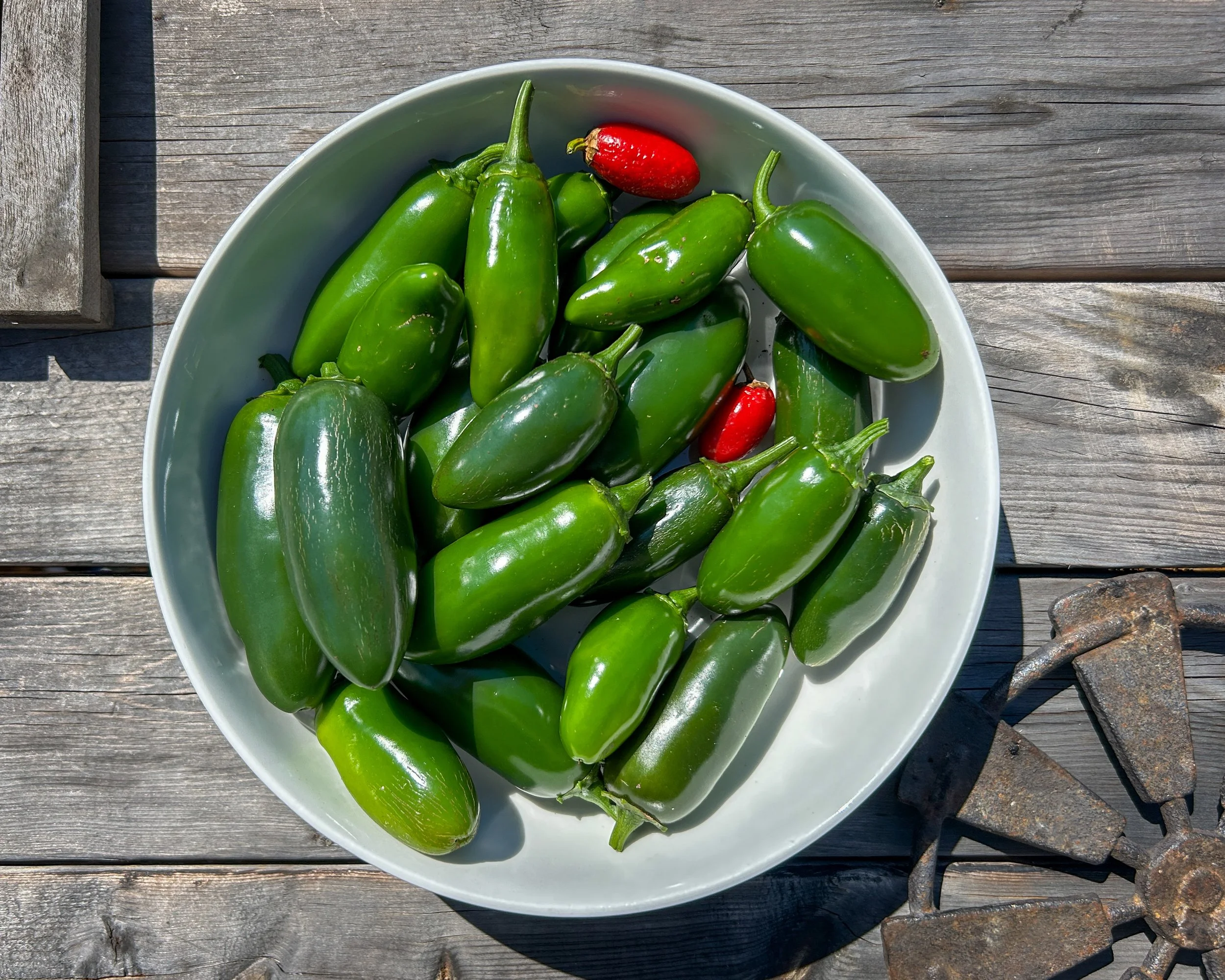Fresh Pickled Jalapenos Hot Honey Ranch and Rifle.JPG