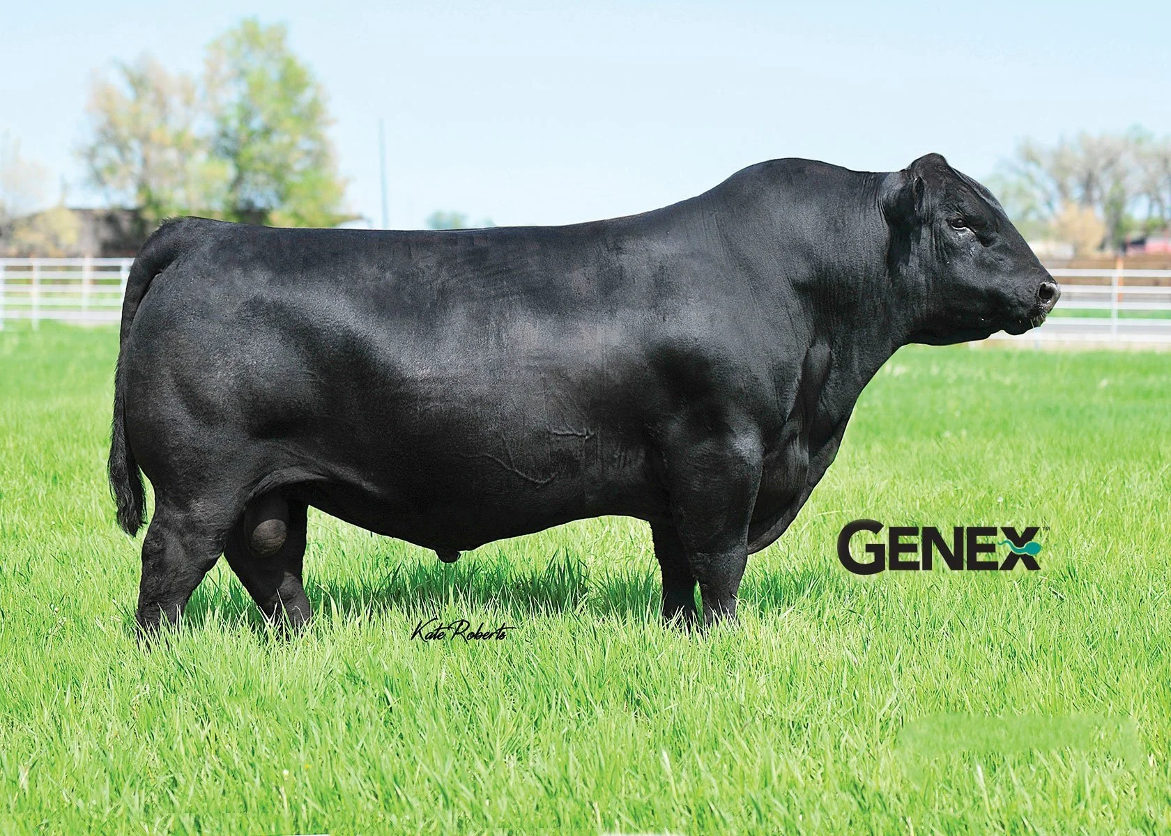 Maher Angus Ranch