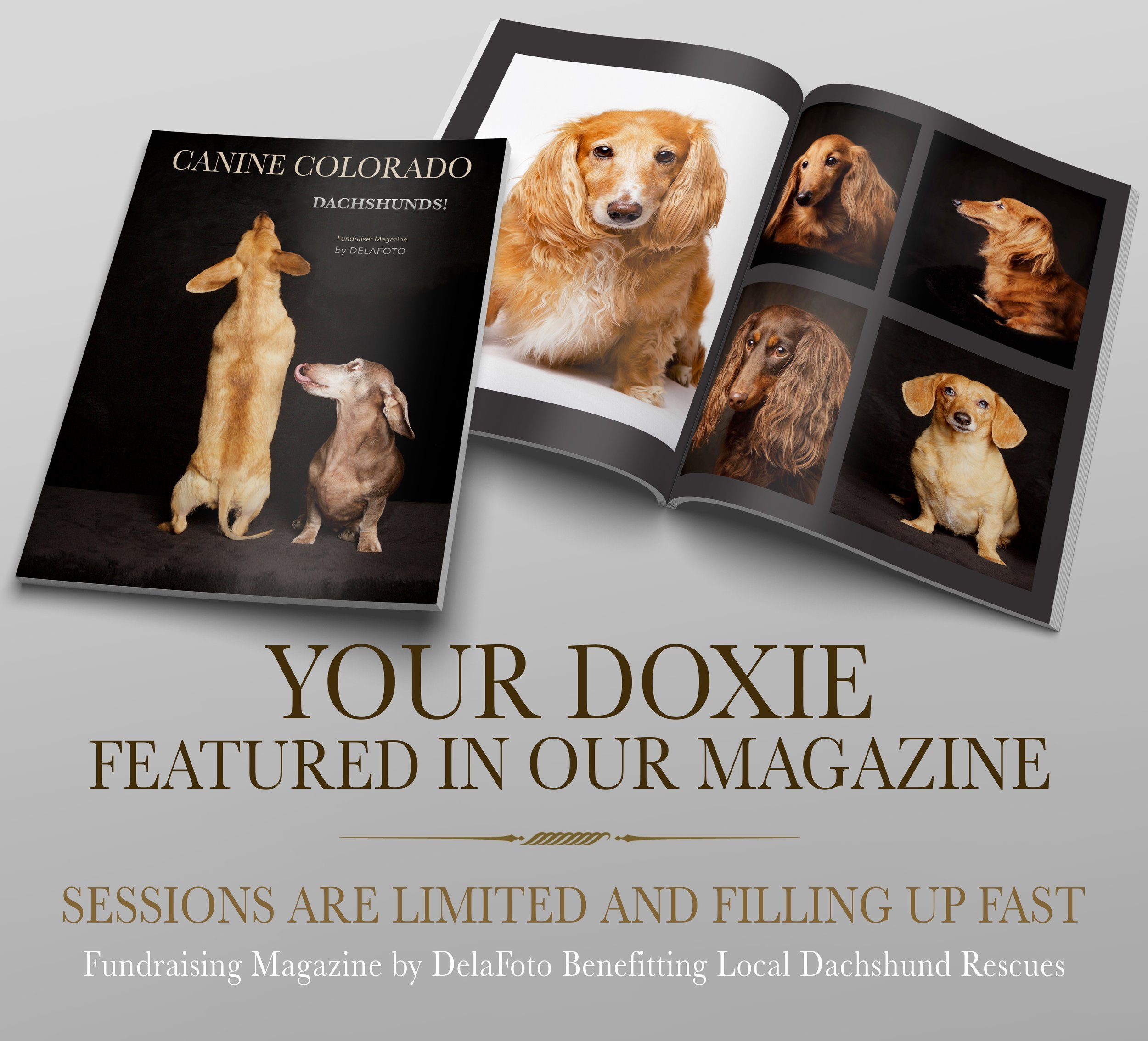 We're seeking dachshunds!