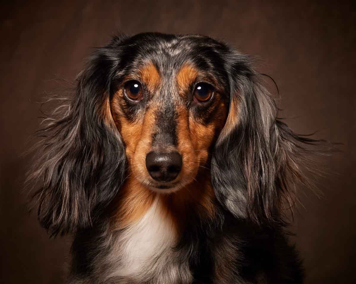 High end dog portrait photographer (Copy) (Copy)