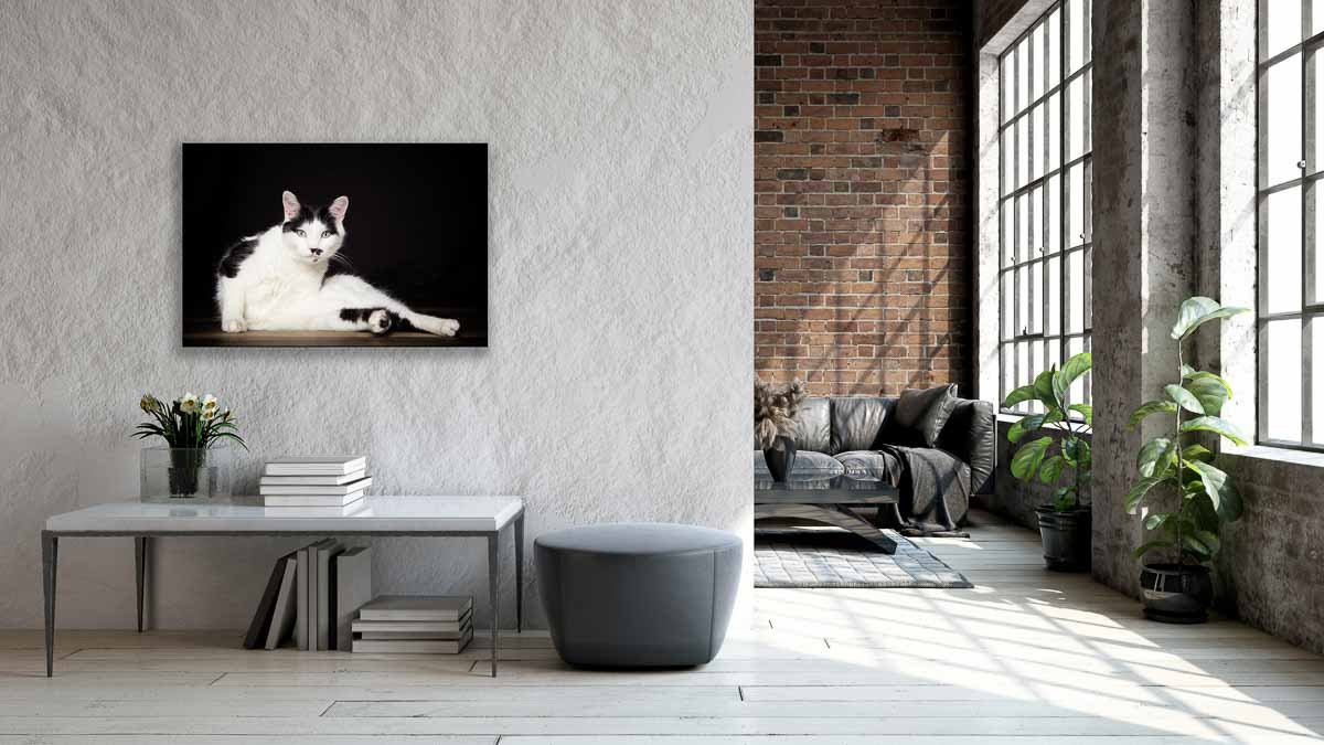  Luxurious wall art display of cat portrait 