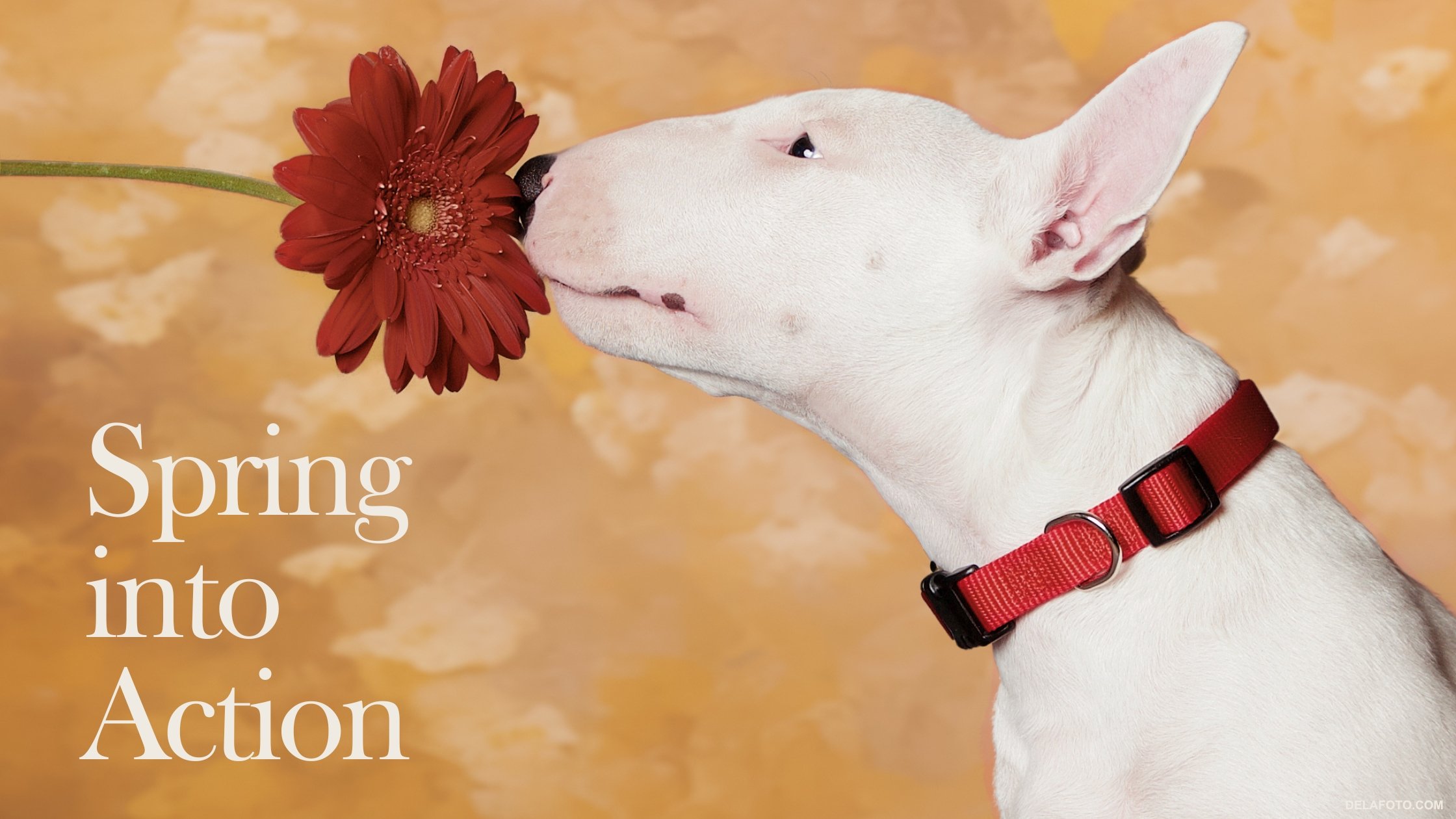 Spring Into Action: Fun Pet Activities in Denver!