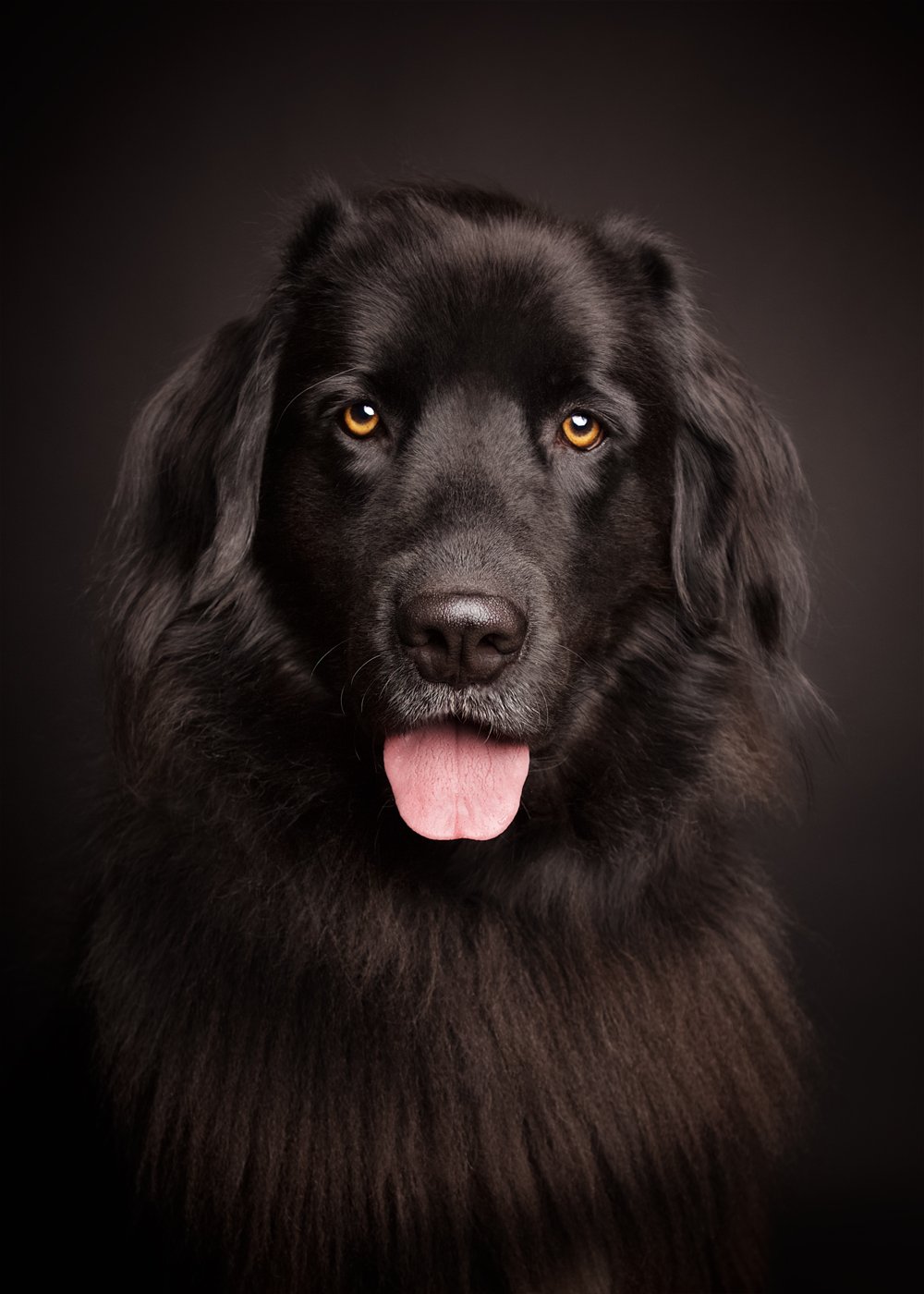 black-dog-denver-co-luxury-family-pet-photographer.jpg