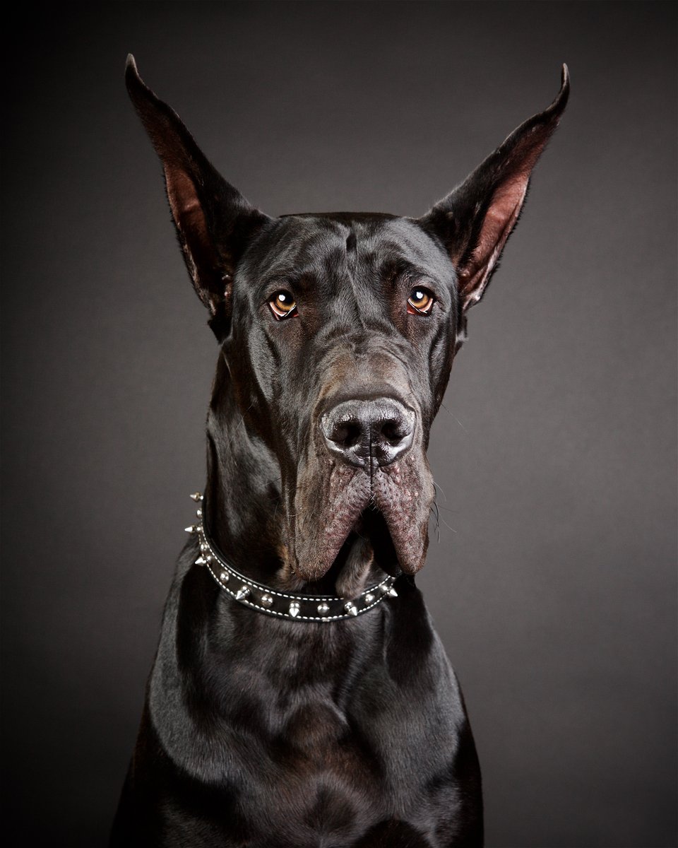 black-great-dane-dog-denver-co-luxury-family-pet-photographer.jpg