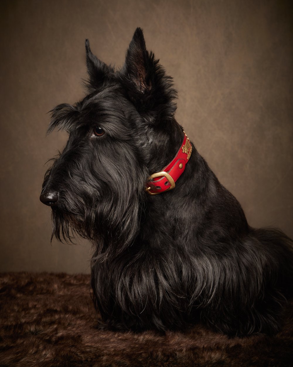 black-scottish-terrier-dog-red-collar-denver-co-luxury-family-pet-photographer.jpg