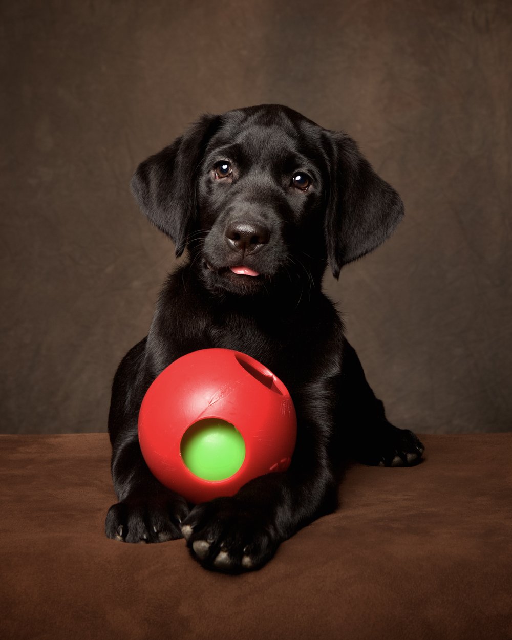 black-labrador-puppy-dog-red-ball-denver-co-luxury-family-pet-photographer.jpg