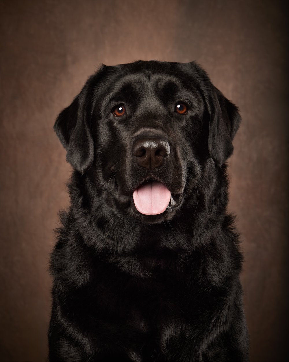 black-labrador-dog-denver-co-luxury-family-pet-photographer-.jpg