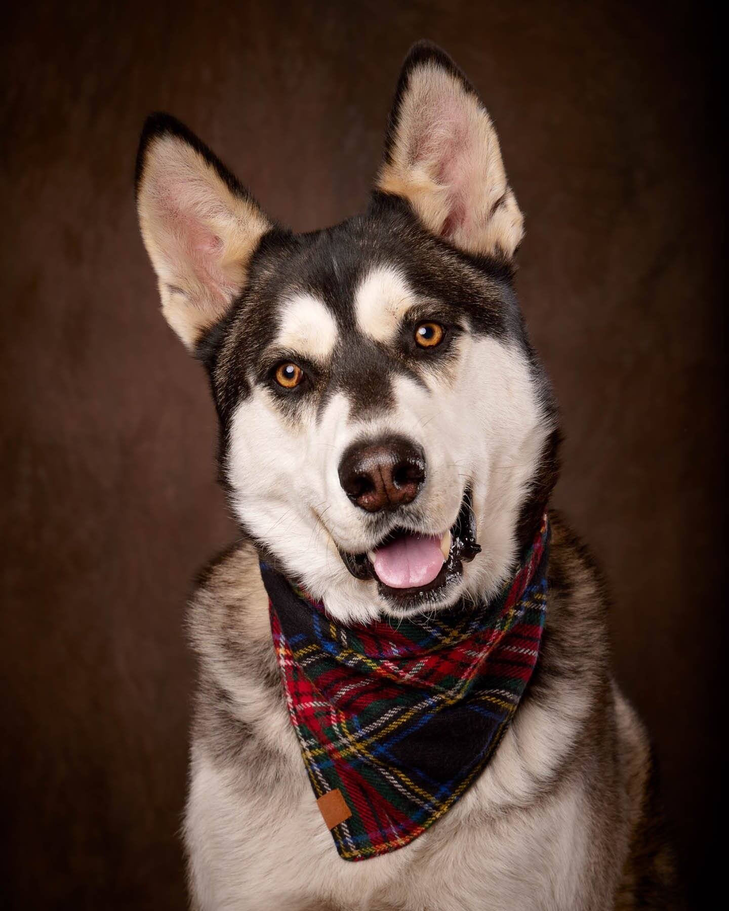  Studio photo of husky dog. Denver, Colorado. Pet, pets, family photography. 